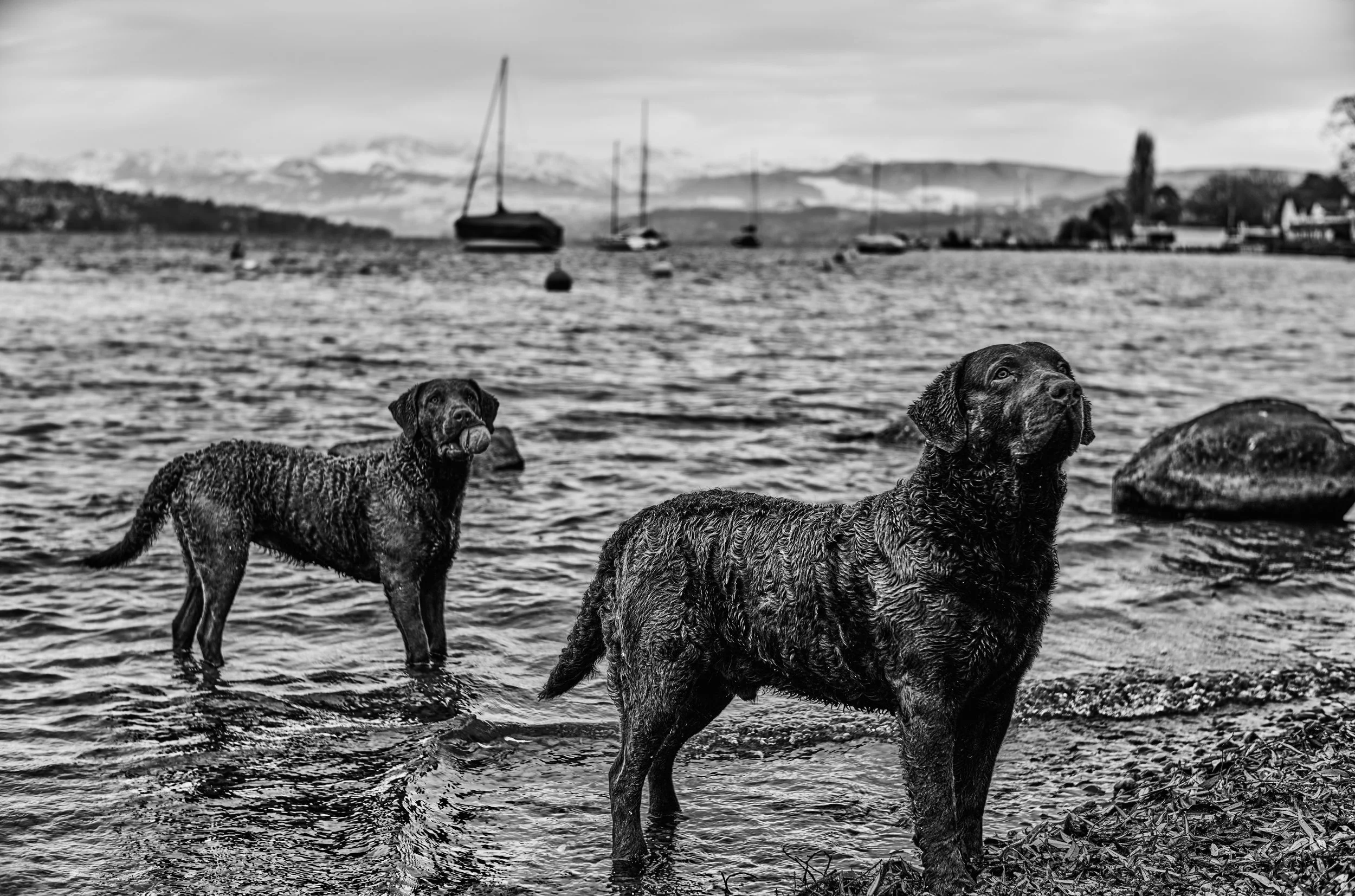 Chesapeake Bay Retriever 2