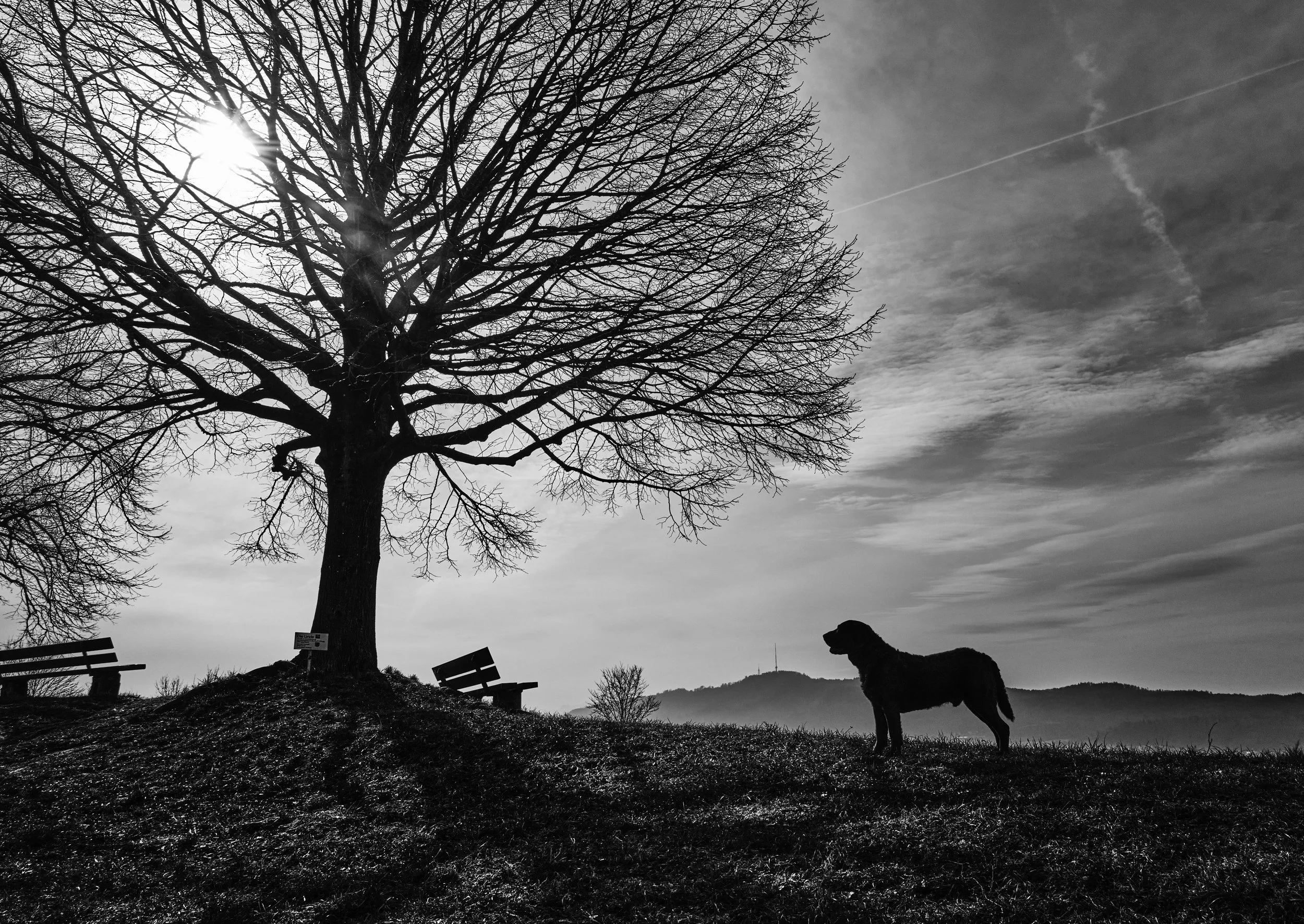 Chesapeake Bay Retriever 1