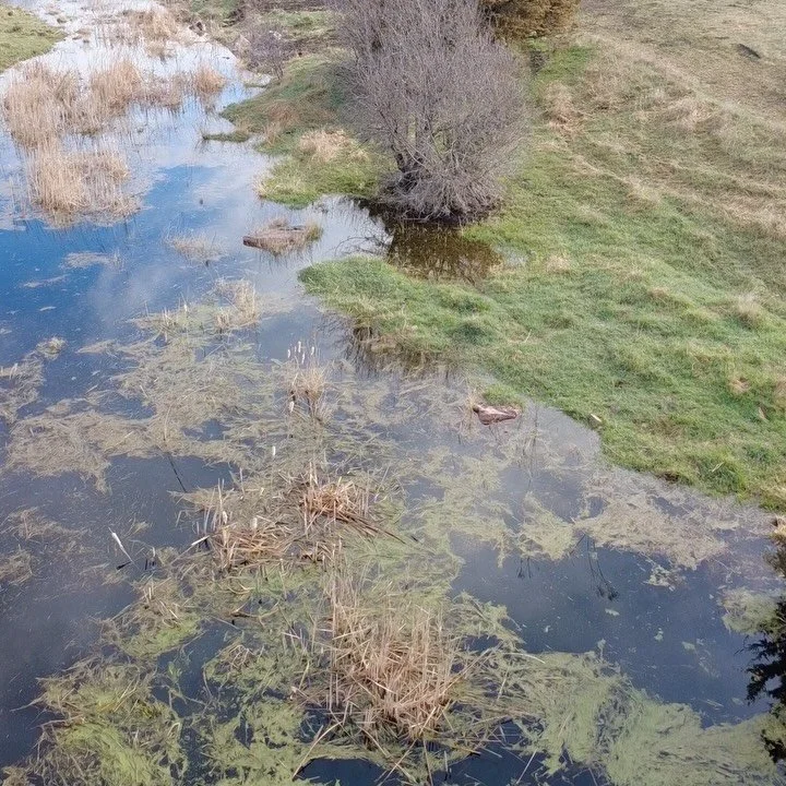 In the works this week:

🏠 Siding
🪏 Patios &amp; sidewalks
🔌 Electrical rough ins
🪨 The coolest custom patio furniture set
🦆 Backyard pond