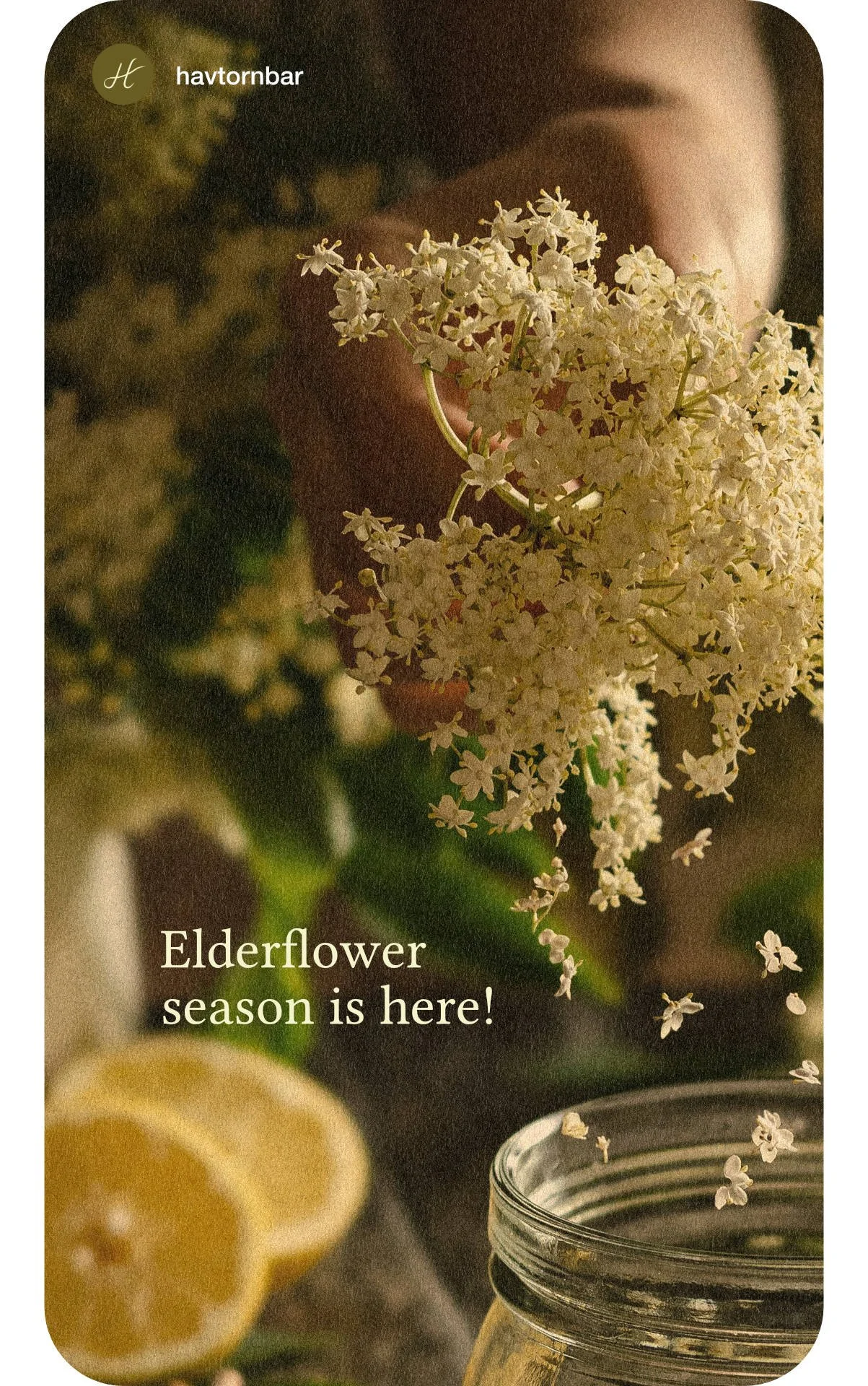 elderflower-story.jpg