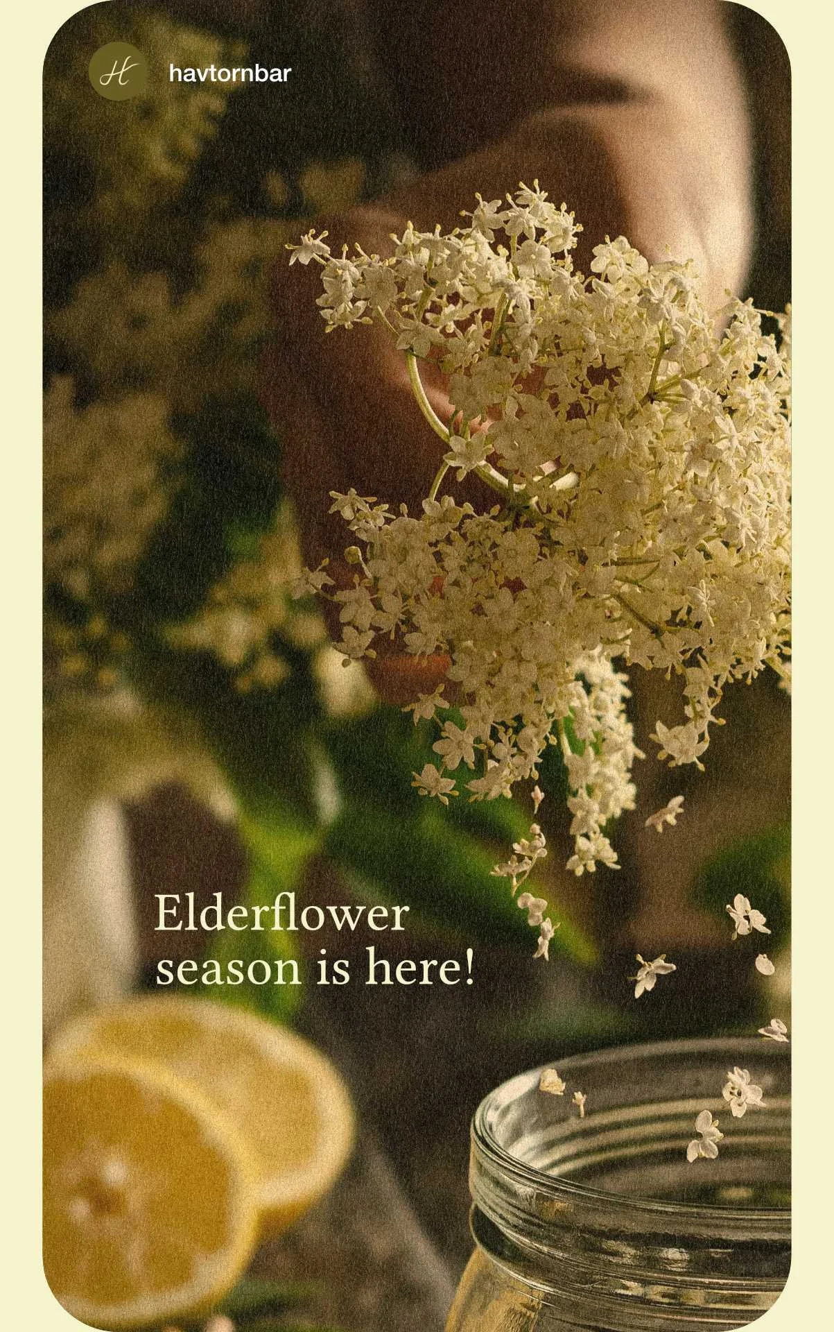 elderflower-story2.jpg