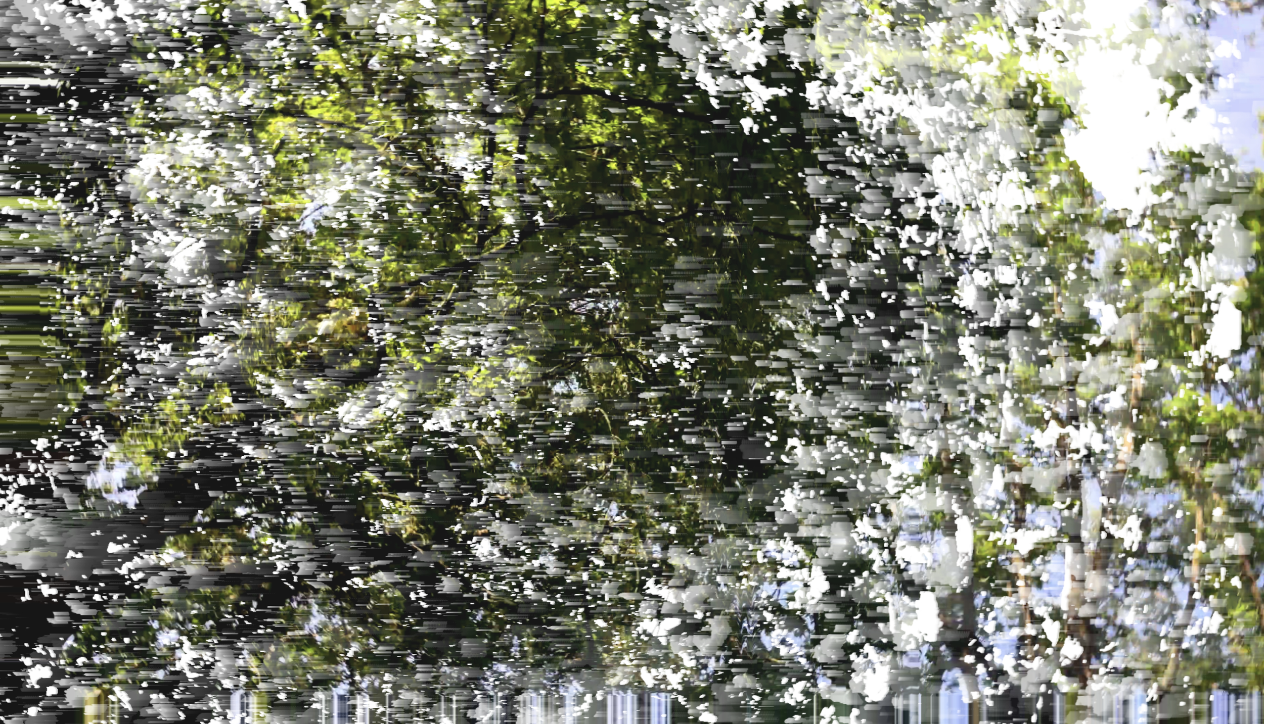 A tree with white blossoms in springtime, with leaves and sky in the background.