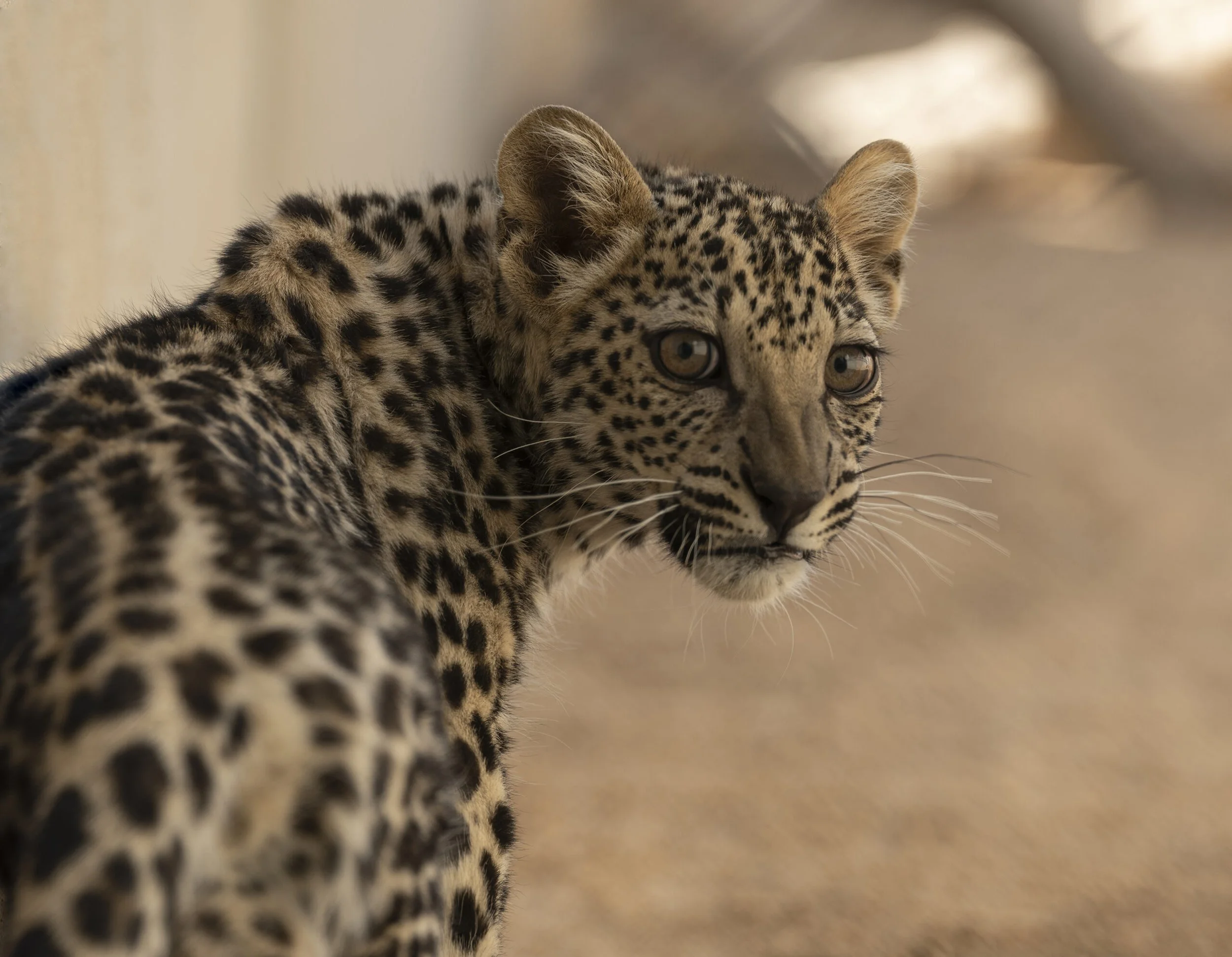 Arabian Leopard Fund