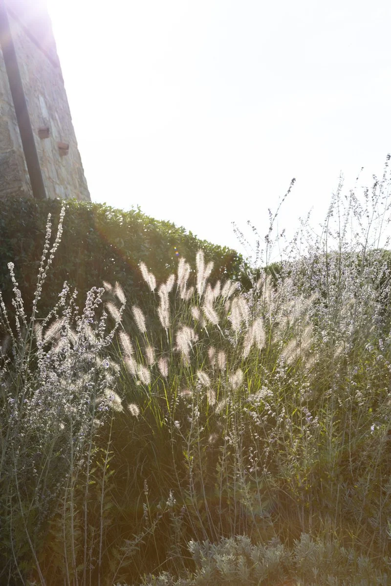 Soft sunlight filters through wild grasses, creating a serene and textural moment. A poetic Castiglion del Bosco Tuscany wedding detail inspired by nature and quiet luxury