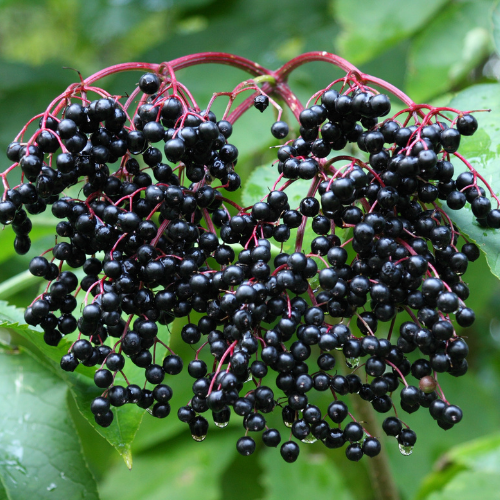 elderberries.png