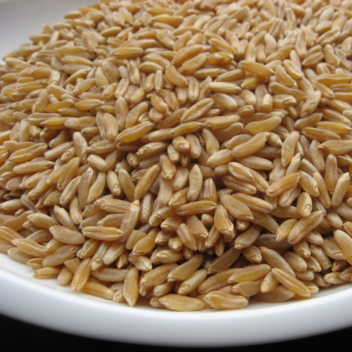 kamut grain.png