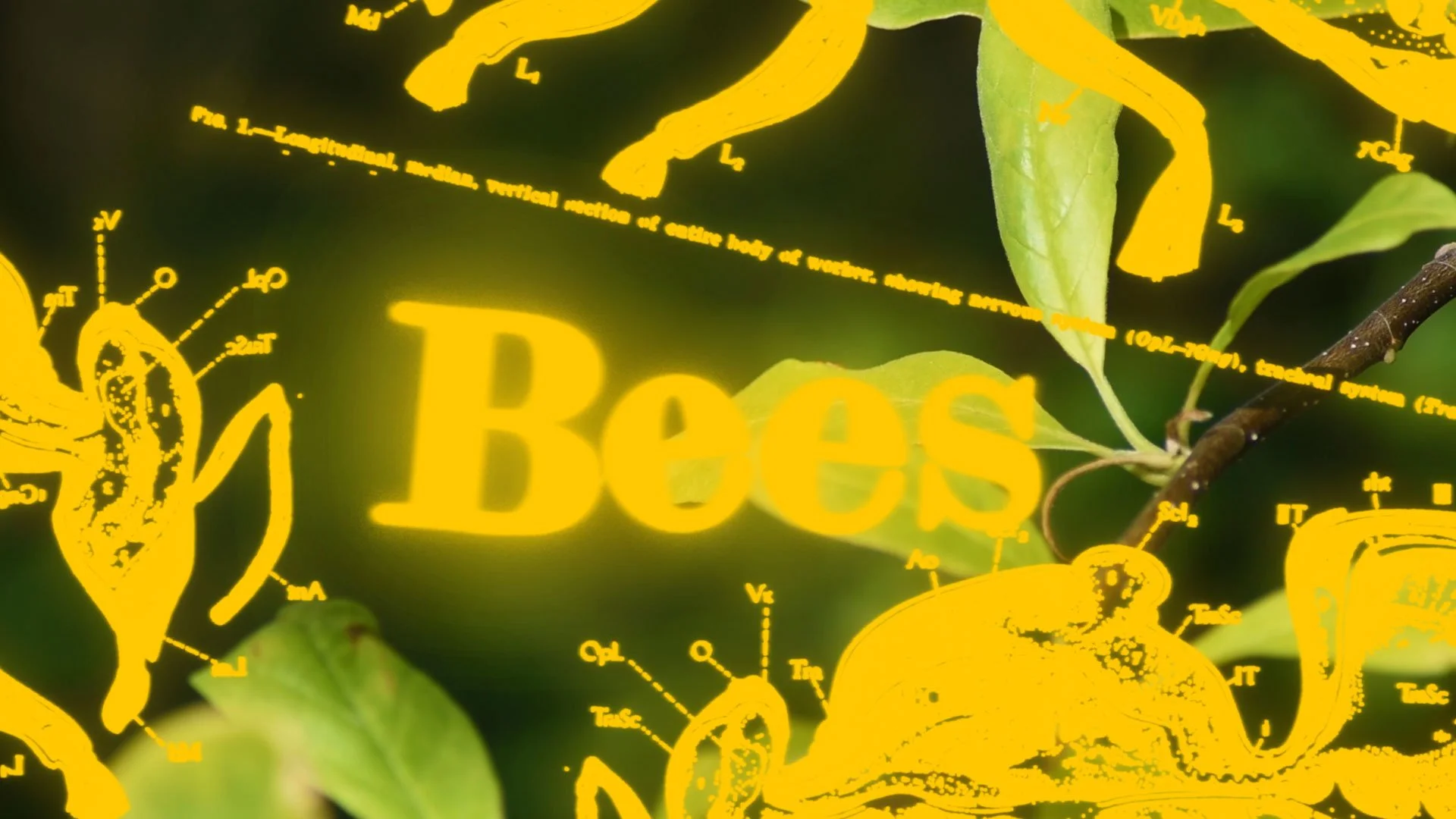 Bees