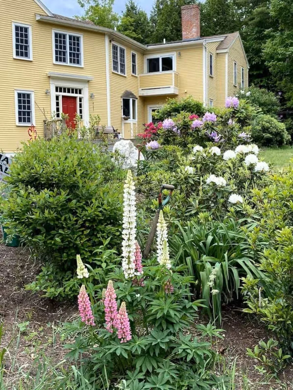 candia flowers yellow house.jpg