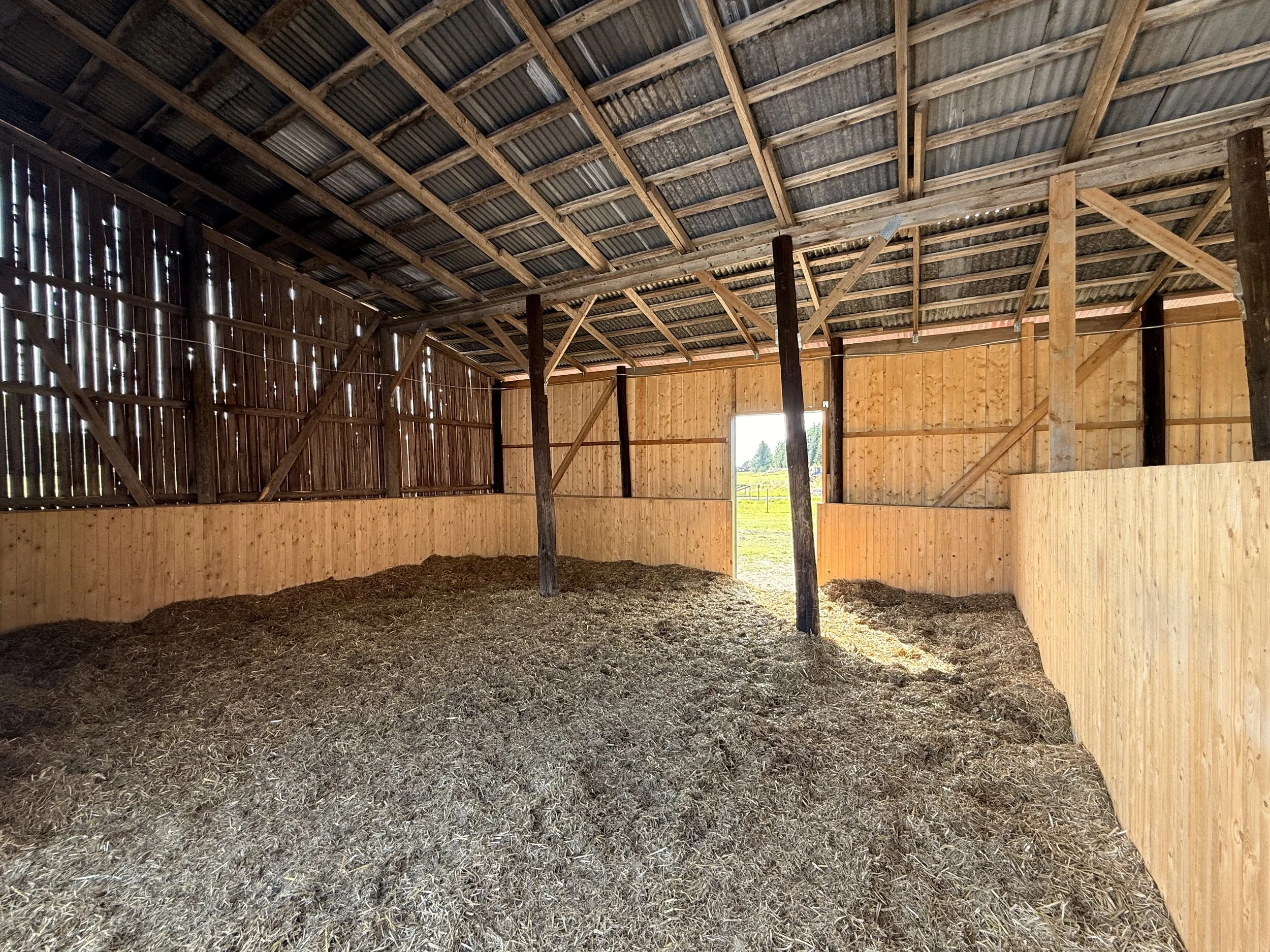 Inside a barn with wooden walls and a corrugated metal roof, some support beams, dirt and hay on the floor, and sunlight coming through openings in the walls.