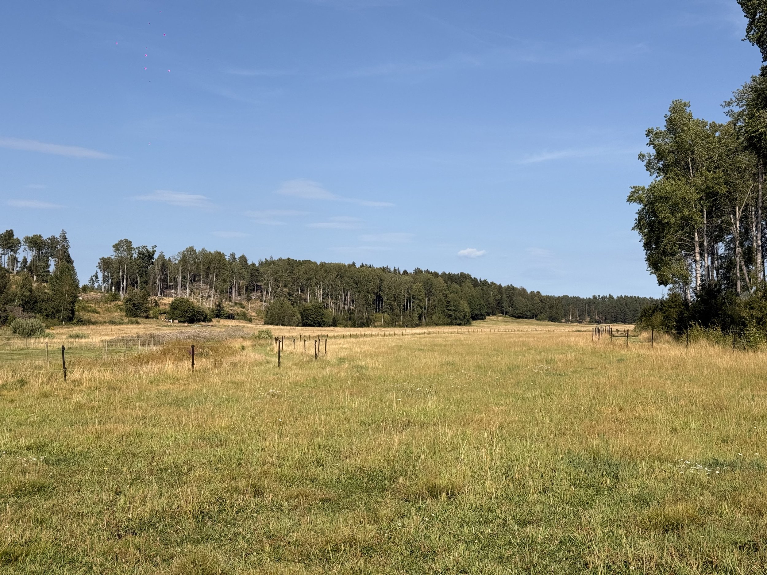 Open grassy field with a fence in the foreground, a line of trees on the right and in the distance, a clear blue sky with some clouds and pink balloons or drones in the sky.