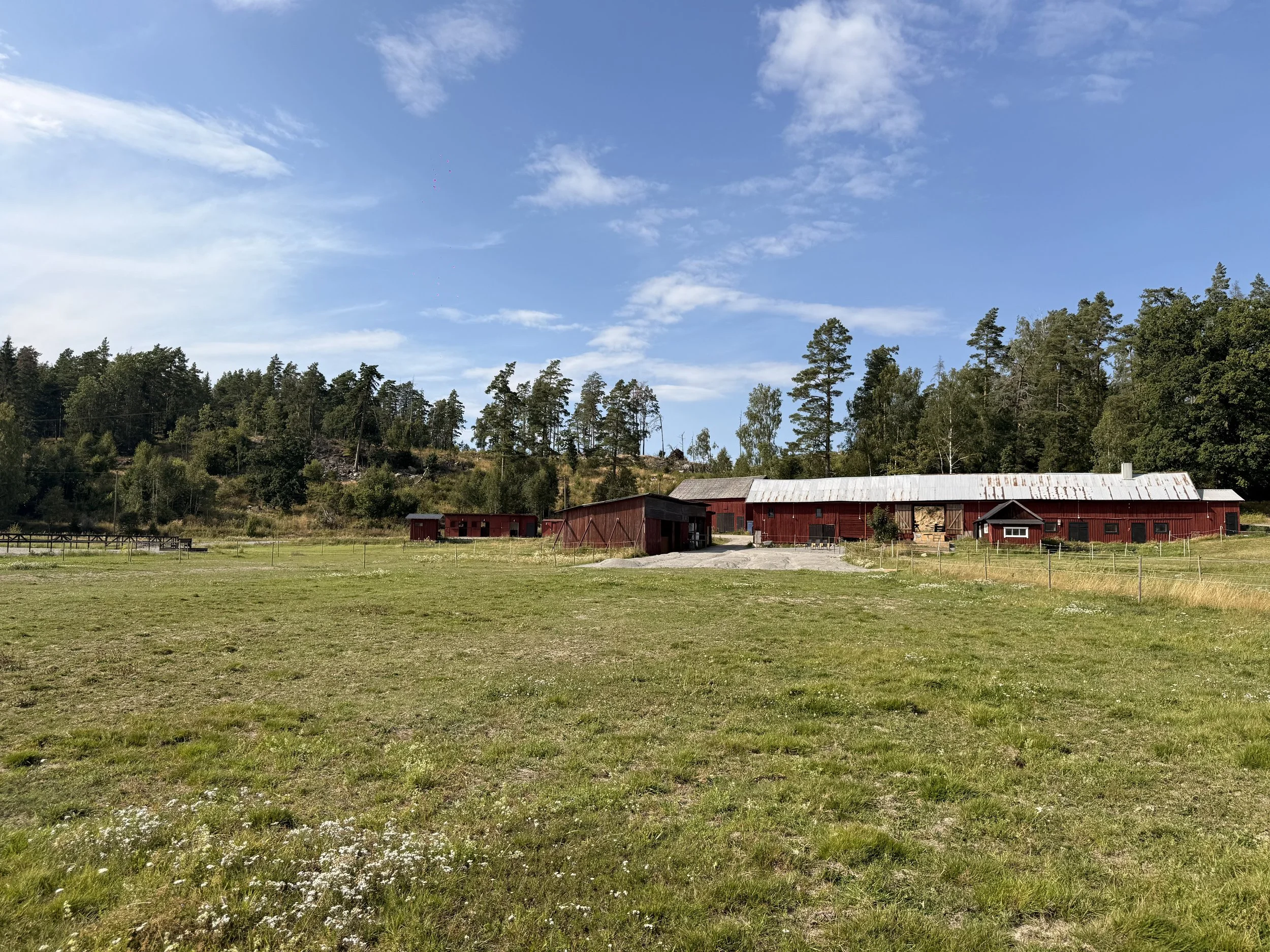 Open grassy field with small white flowers, red barns, and a large forest of tall trees under a blue sky with scattered clouds.
