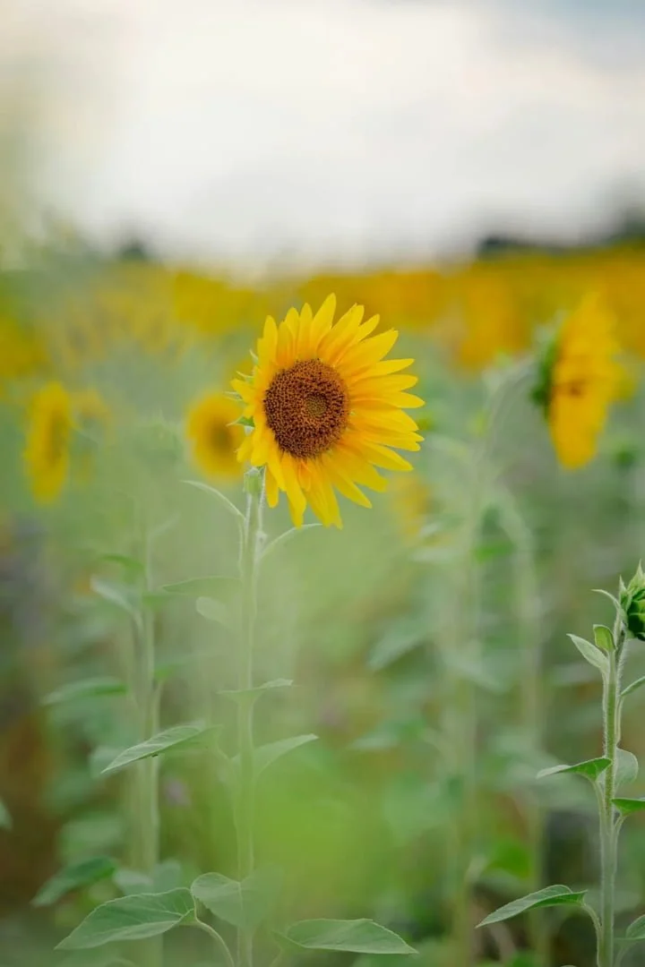 sunflower