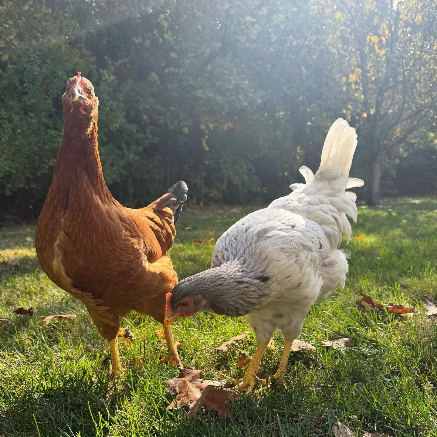 Girls&rsquo; day out &mdash; pecking, strutting, and judging the squirrels.💅🐓