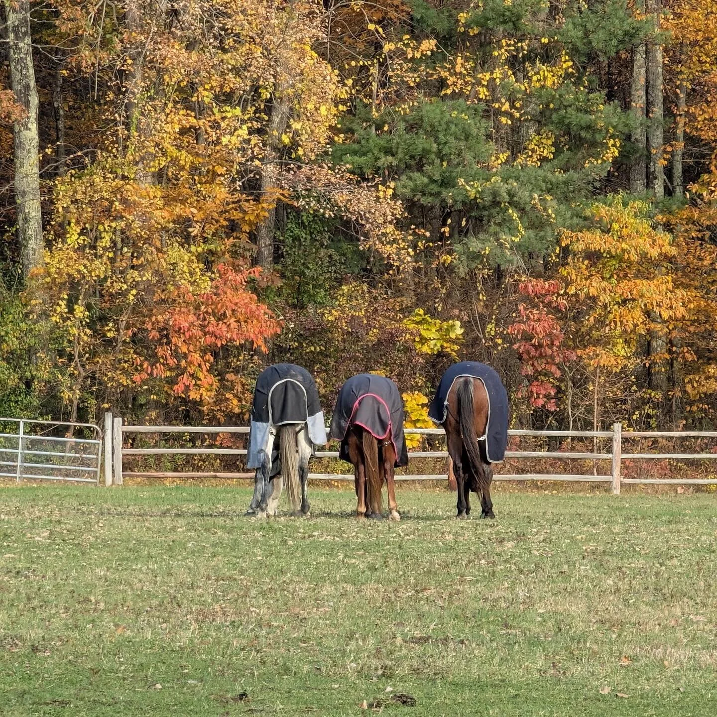 🎃👻 The Boo-ty Patrol out grazing for Halloween treats.