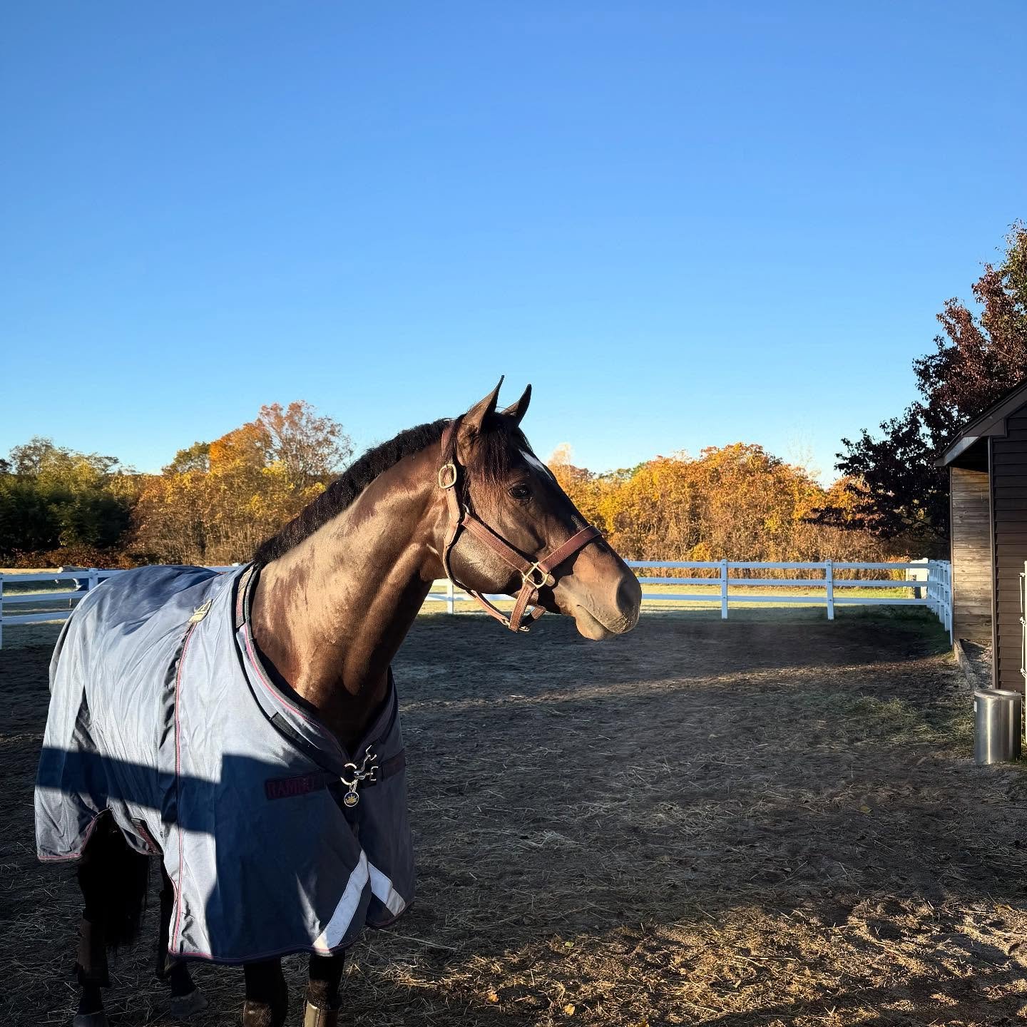Cold mornings, happy horses, extra zoomies 🐴😉