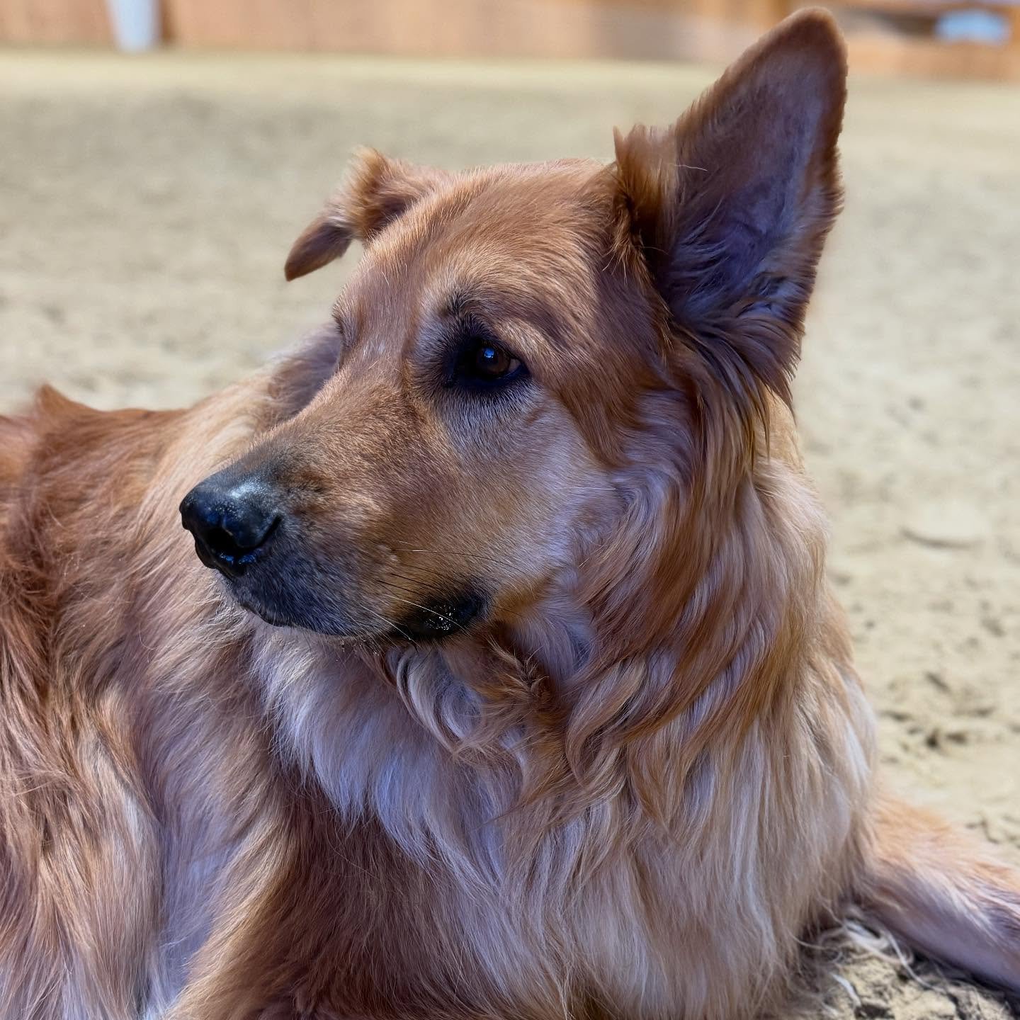 Everyone say hi to Munch! 🐾 A proud rescue from @muddypawsrescuenyc in New York City, he&rsquo;s now living his best country life. You&rsquo;ll find him making his rounds in the barn, zooming through the fields, and keeping a very close eye on &ldqu