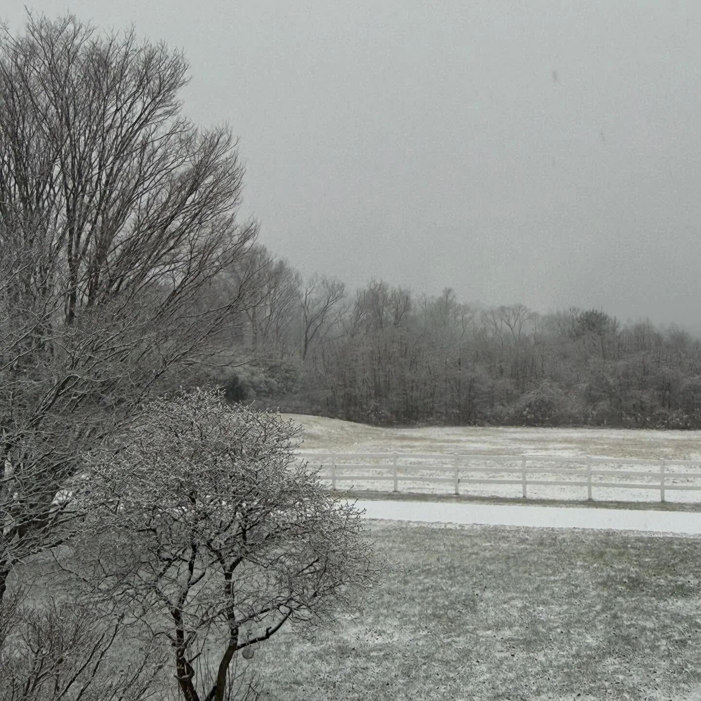 First snow of the season ❄️🤍
Horses out, ears up and having a day! Swipe to see each one enjoying their very first snow day of the year 🐎✨
