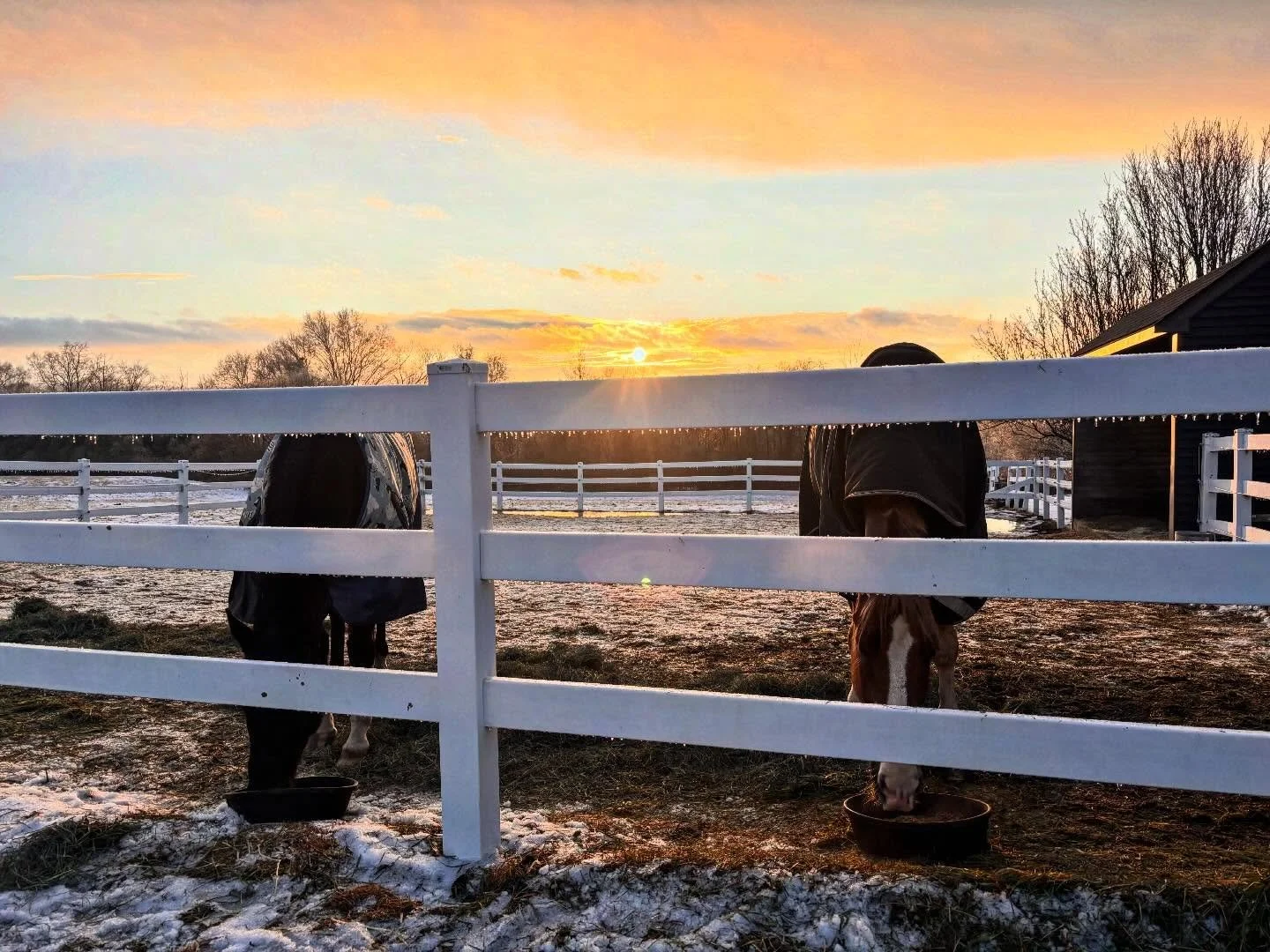 Sunny. Jammy. Golden hour ✨🐴