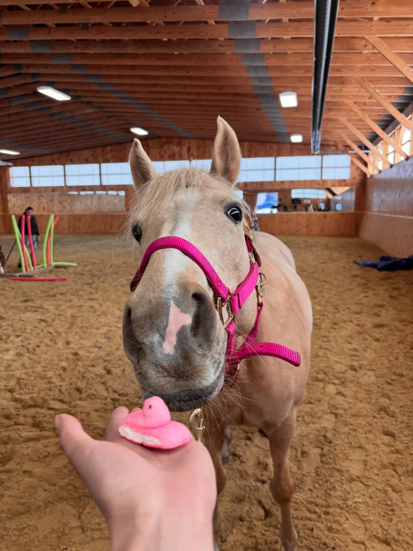 A little chaos, a lot of laughs, and some very good horses in the making.

Desensitization day was a success&mdash;huge thank you to The Mane Place for keeping our horses not only happy and well-fed, but confidently broke too. If you haven&rsquo;t ye