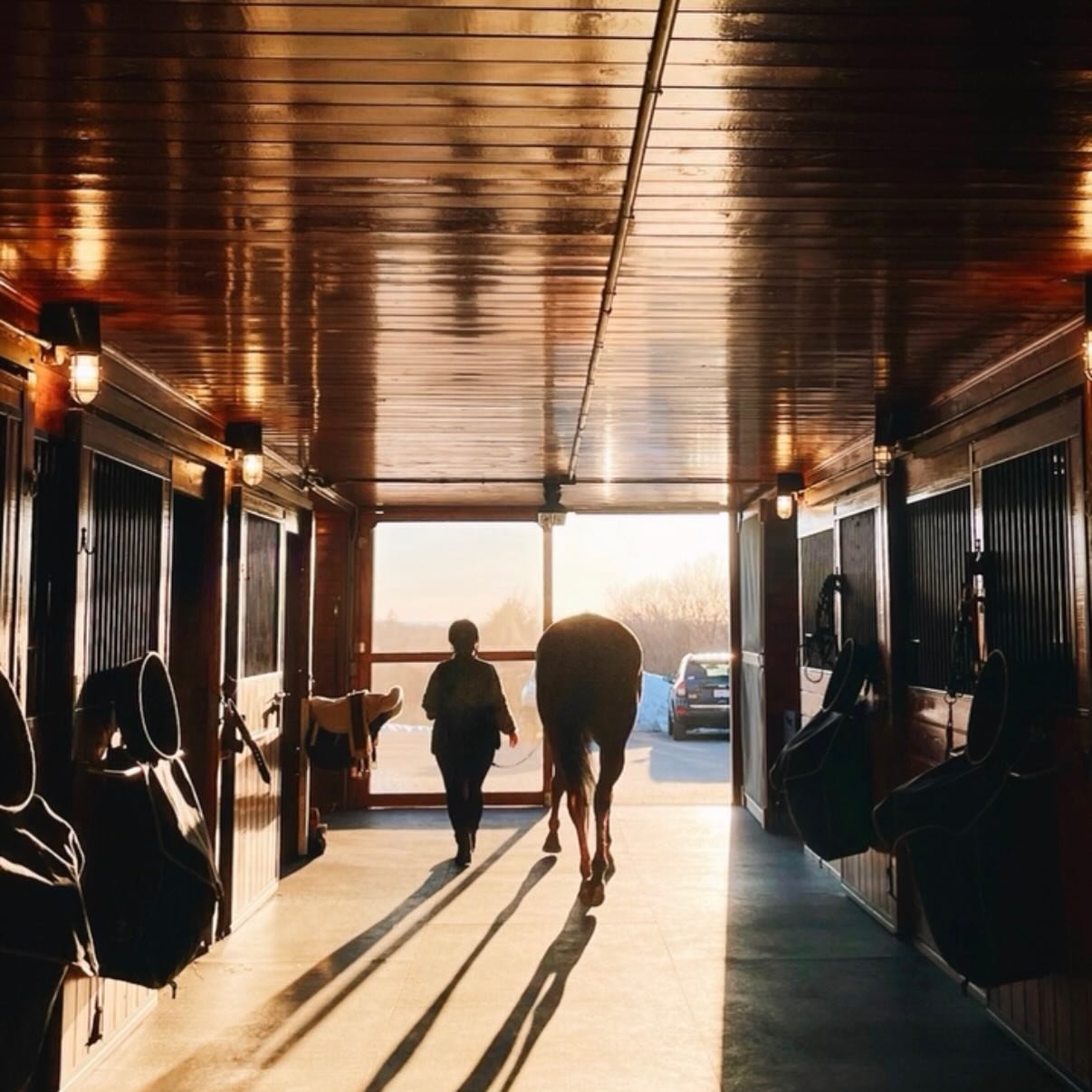 Some people chase the sunrise, while horse girls walk into it.