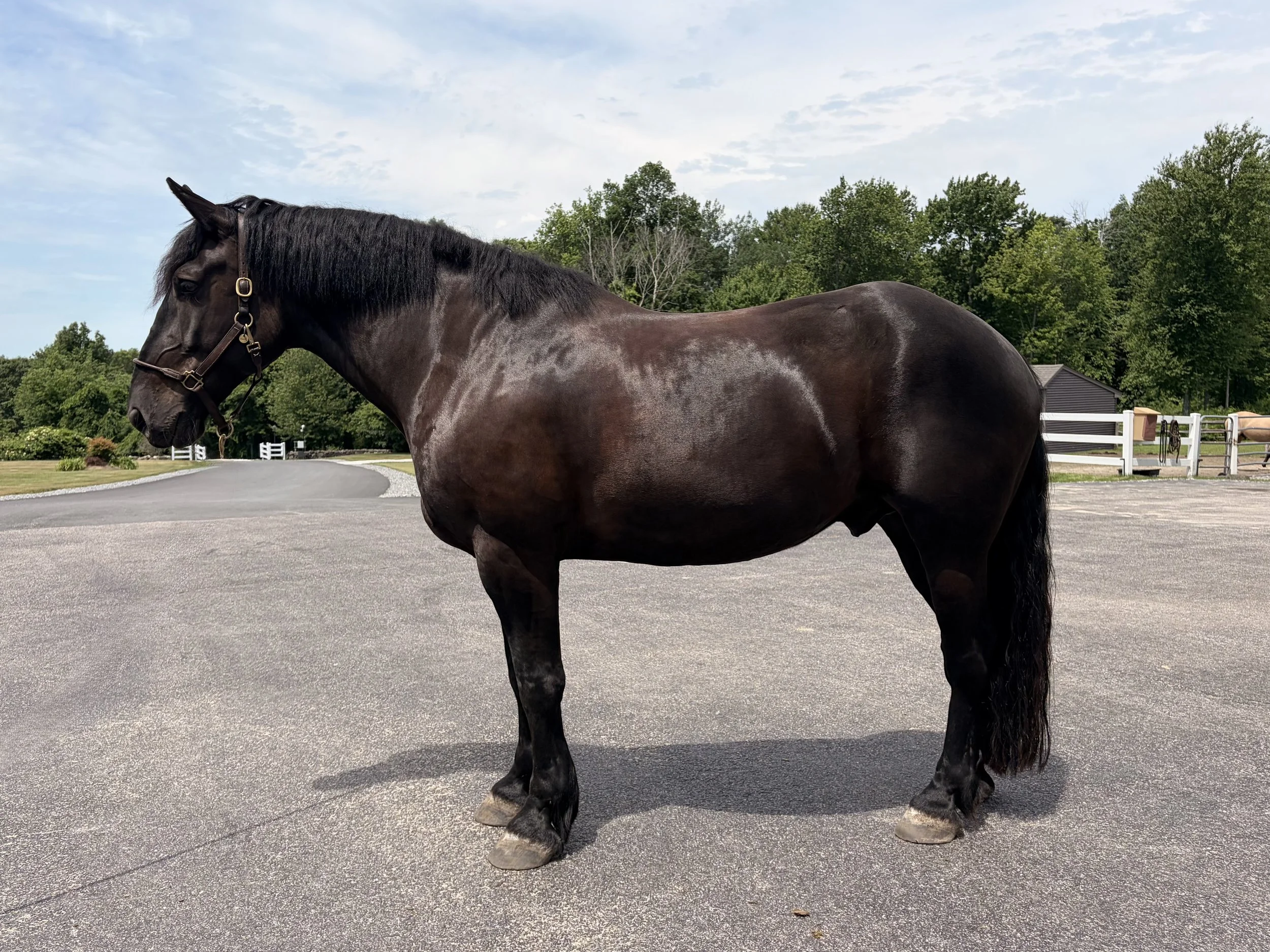 A dark brown horse with a black mane standing behind a wooden fence on a sunny day with a clear blue sky and bare trees in the background.