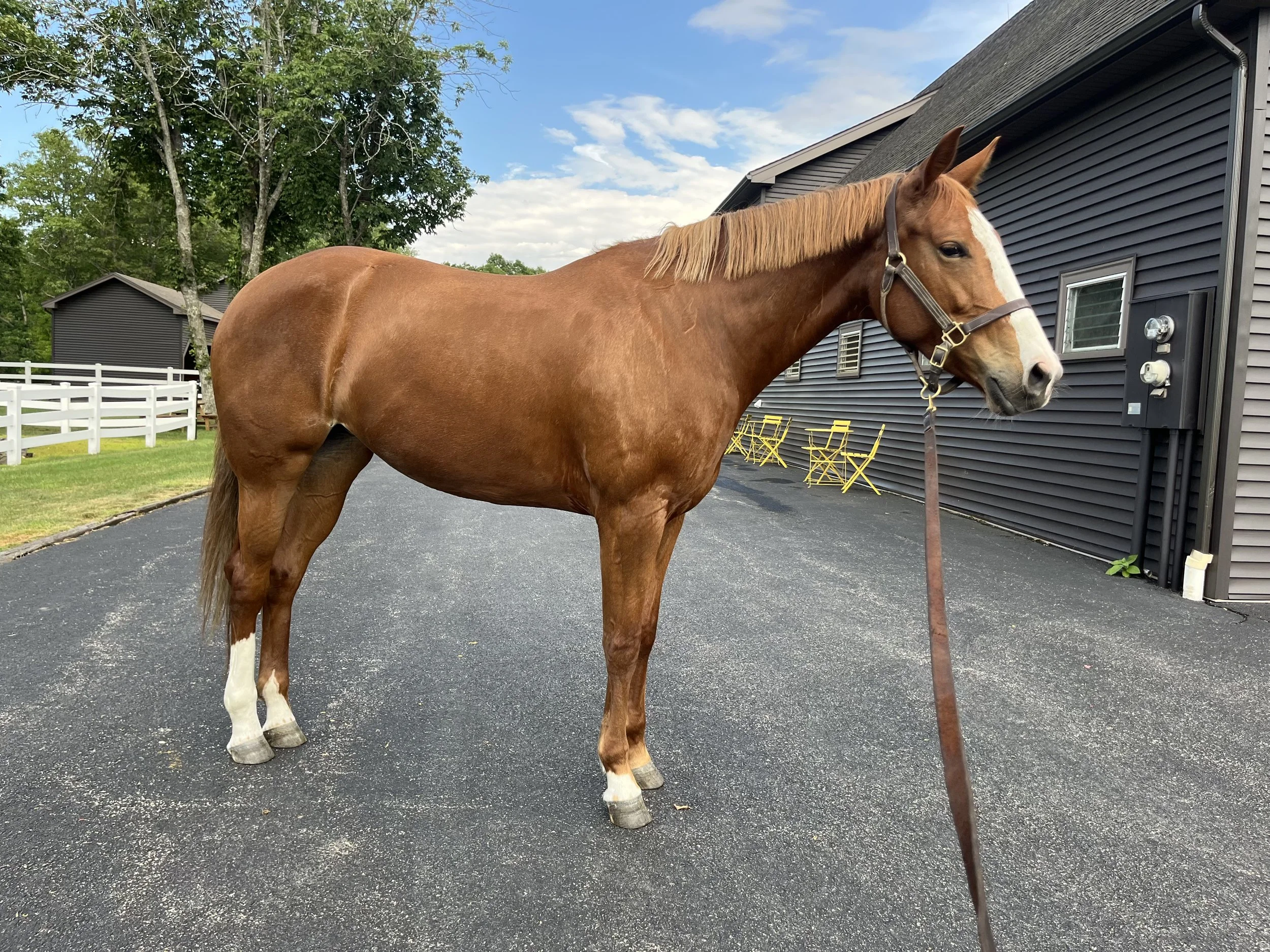 Brown horse with a saddle and bridle standing on green grass in a wooded area with trees and a fence in the background.