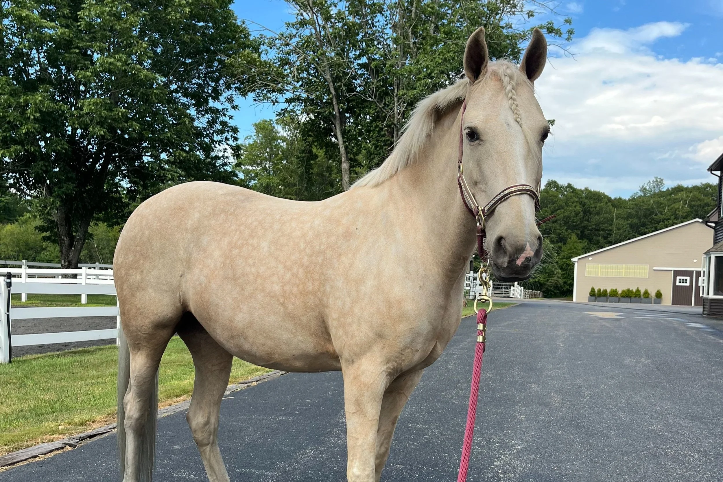 A cream-colored horse with a dorsal stripe, standing on dirt and grass, with green trees and a blue sky with clouds in the background.