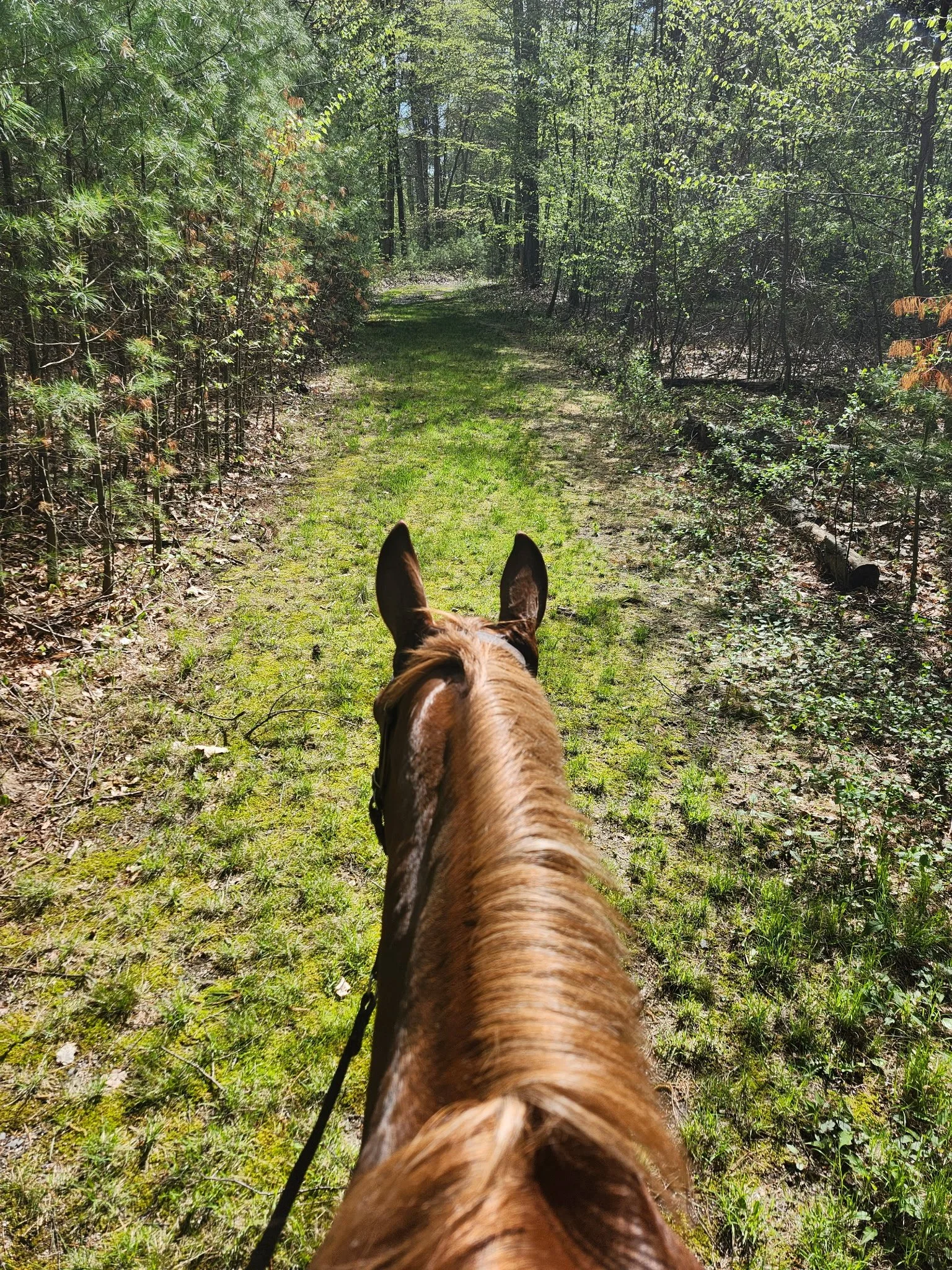 The photo shows a view from atop a brown horse, looking down a dirt trail through a forest with green foliage on either side.