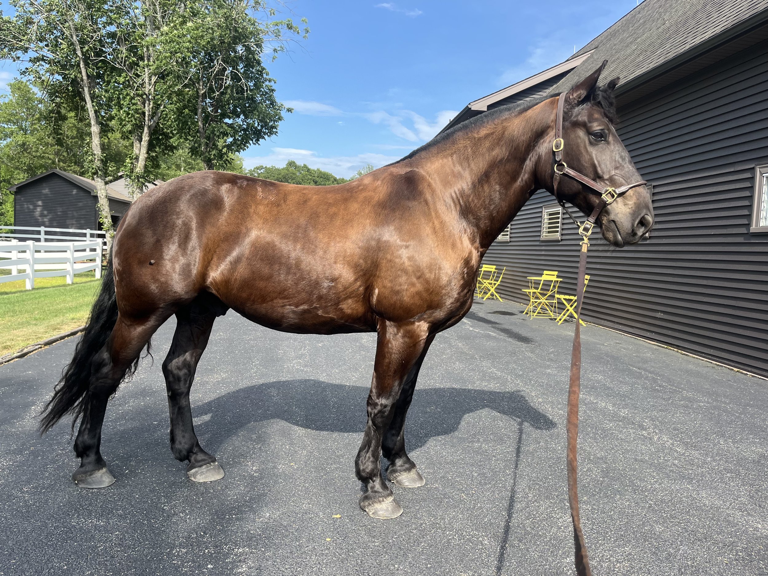 A dark brown horse with a black mane standing behind a wooden fence on a sunny day with a clear blue sky and bare trees in the background.