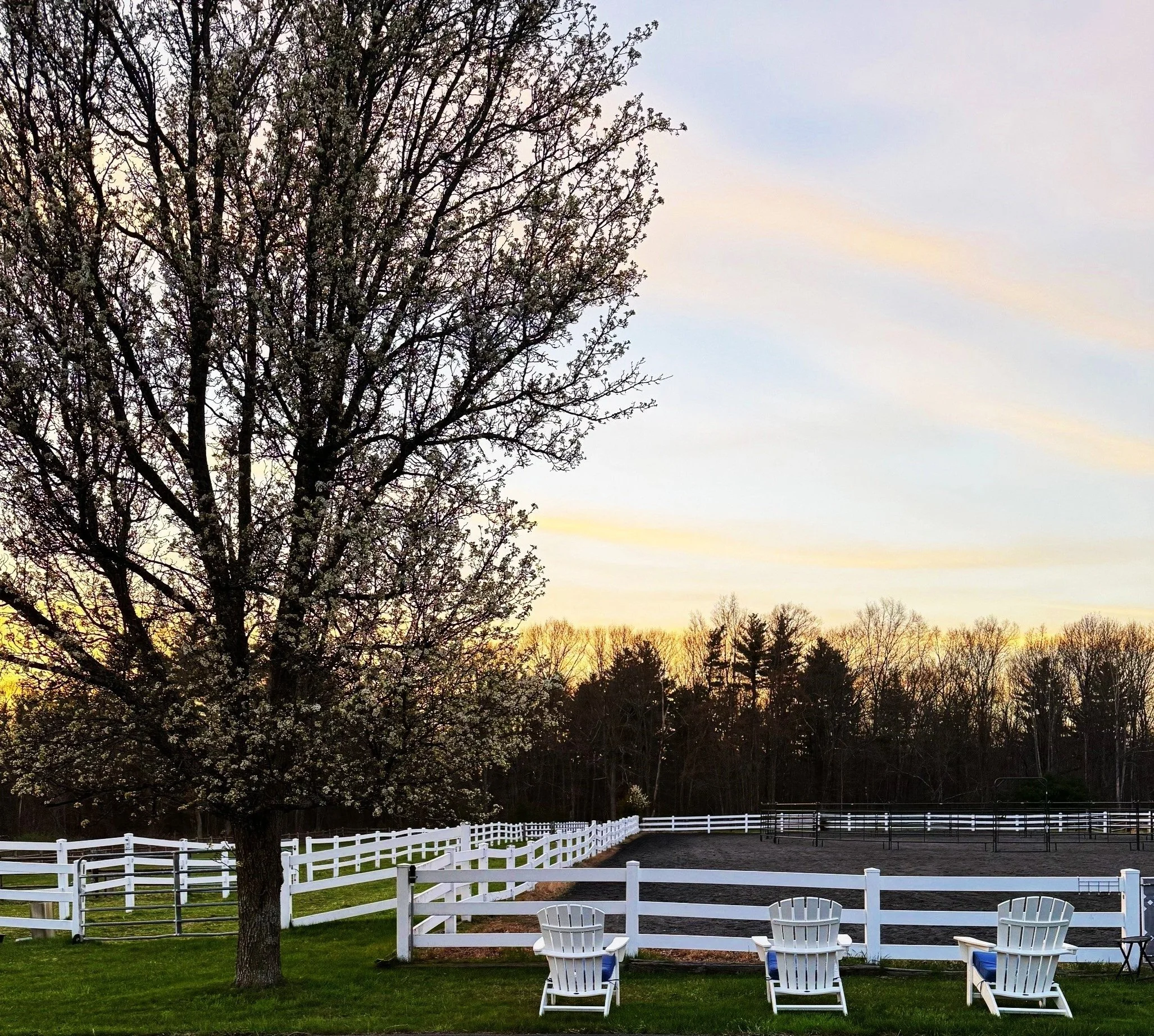 A peaceful outdoor scene at sunset with a blooming tree, white Adirondack chairs, and a white fence surrounding a riding arena or paddock.