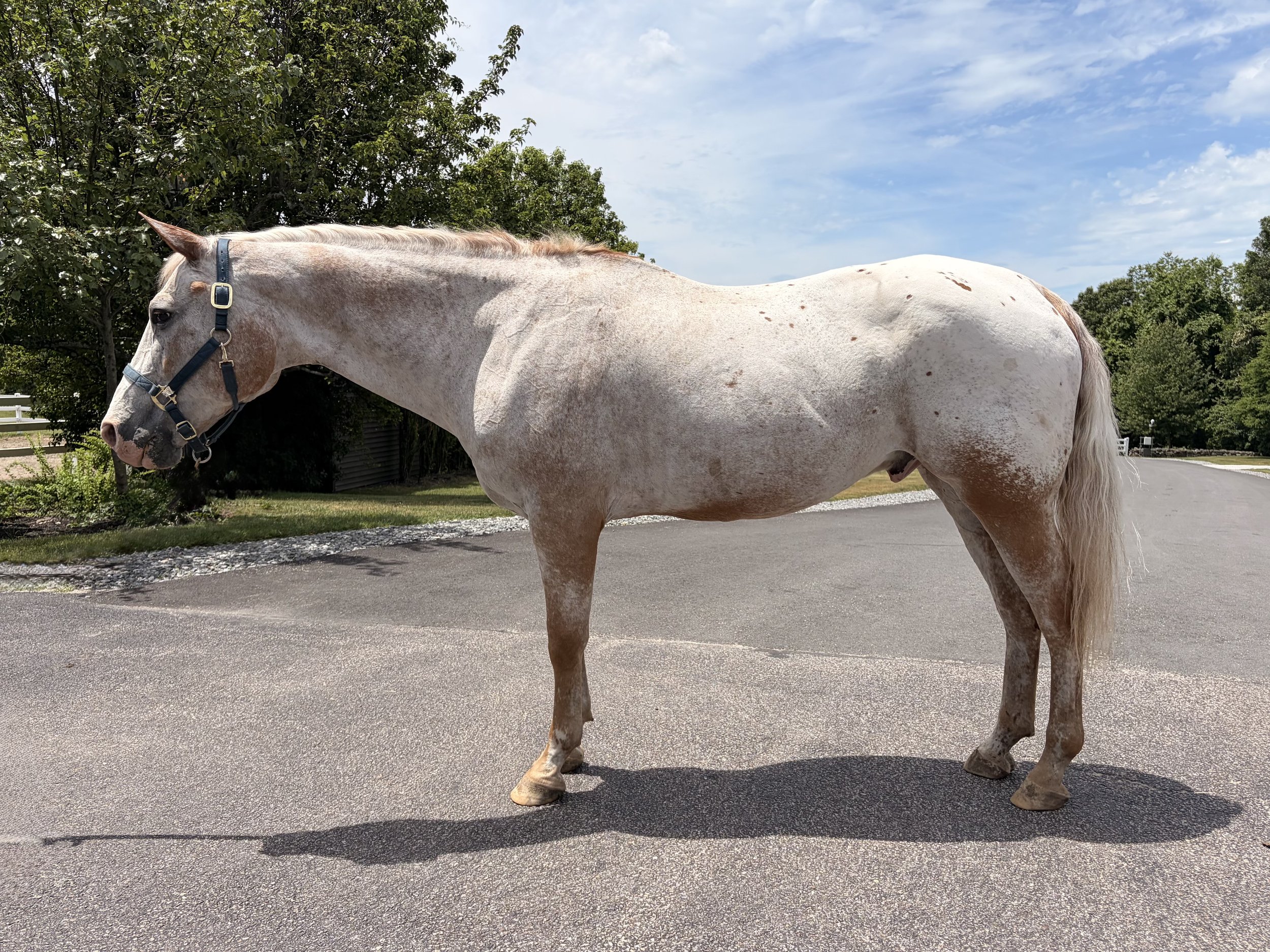 Brown horse with a saddle and bridle standing on green grass in a wooded area with trees and a fence in the background.