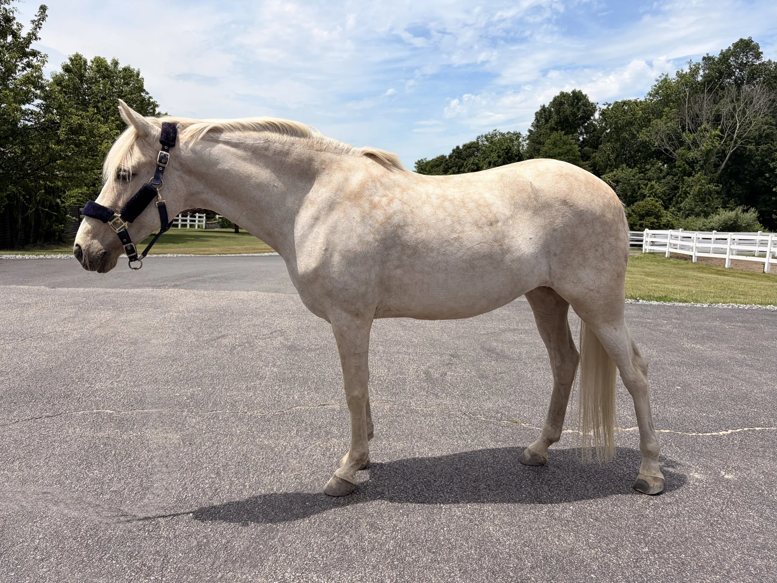 A cream-colored horse with a dorsal stripe, standing on dirt and grass, with green trees and a blue sky with clouds in the background.
