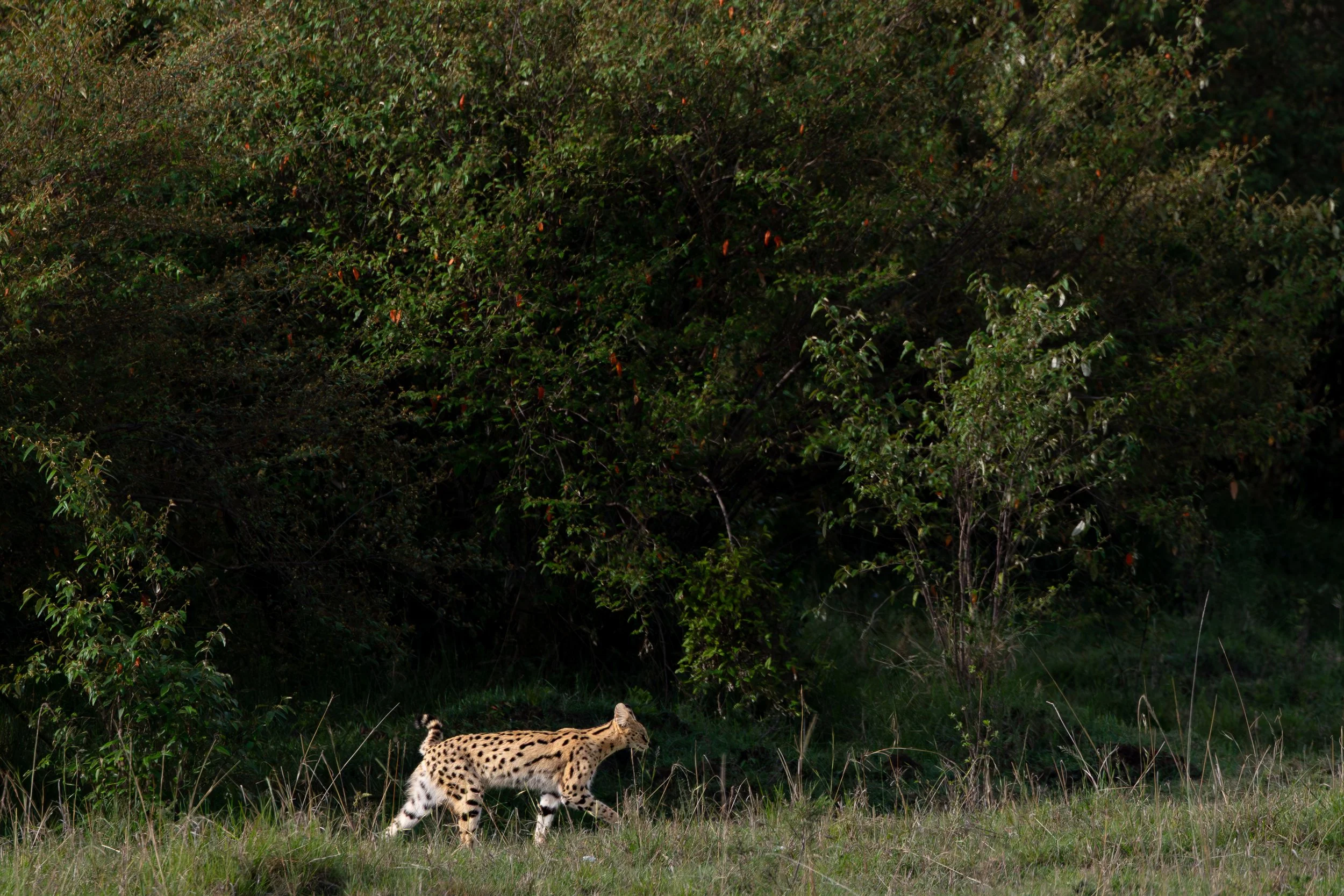 5D0A6980.jpg