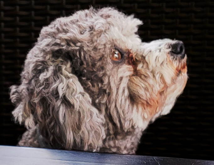 Image of Molly
