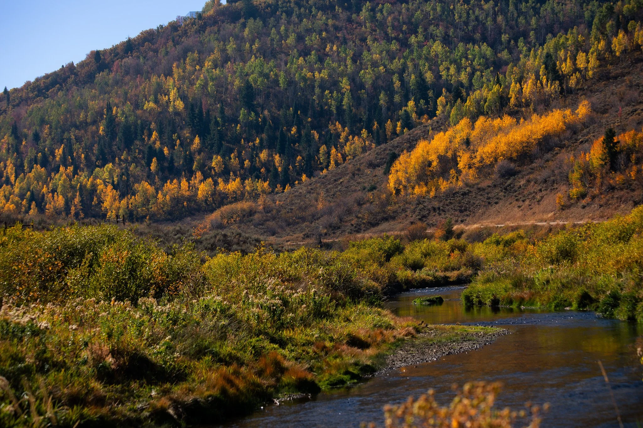 The Autumn Madness