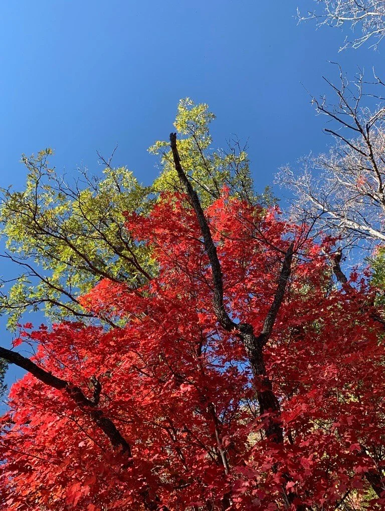 It&rsquo;s officially autumn 🍂 
As an office of tree nerds, we need to share just a few of our favorite species for fall color:
- Chinese Pistache / Pistacia chinensis
- Big Tooth Maple / Acer grandidentatum
- Rio Grande Cottonwood / Populus deltoid