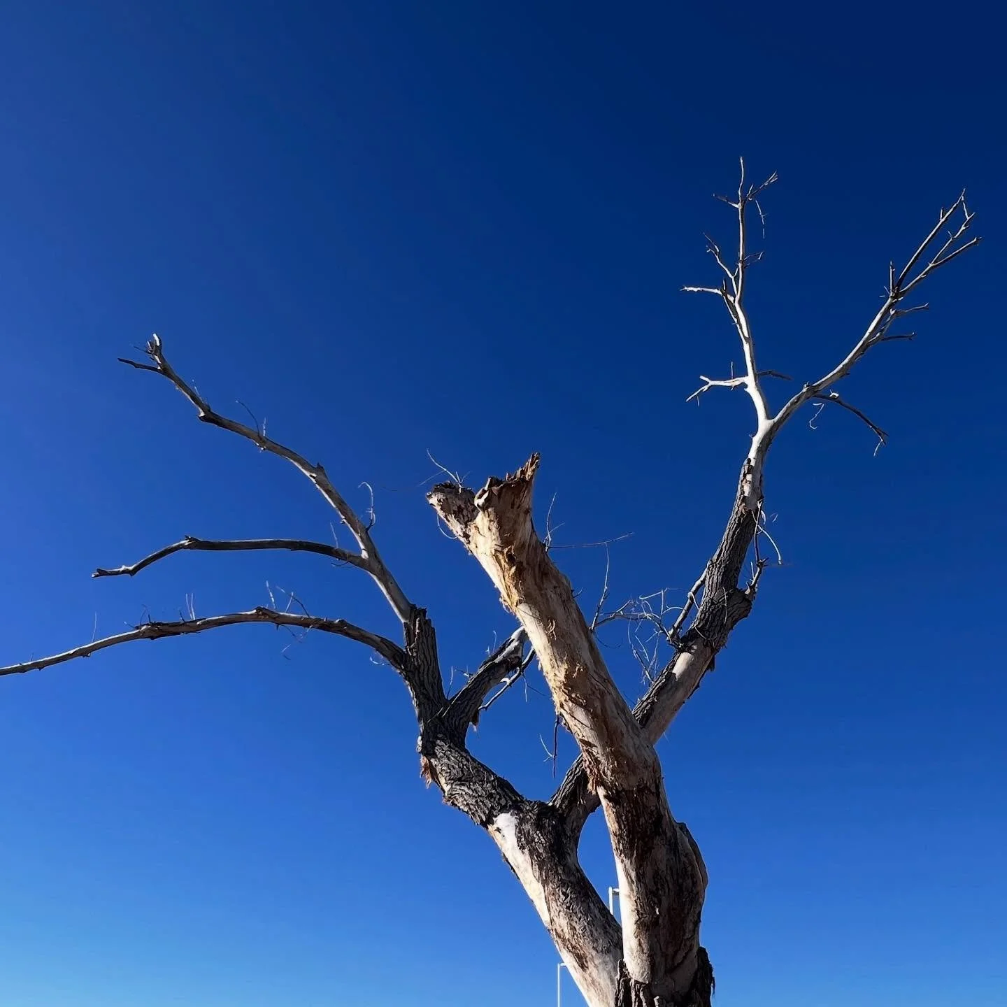 Snag (ecology): a standing dead or partially dead tree that provides vital habitat for wildlife.
It might not be totally obvious why we choose to save snags, but they actually carry huge ecological value! Snags support diverse species by offering foo