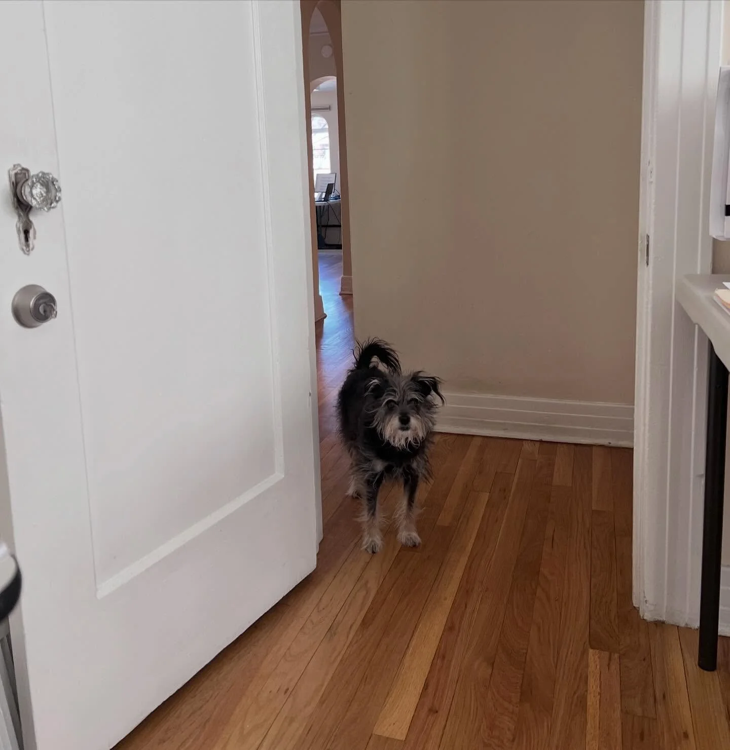 The Anthropup is always watching&hellip; and often begging 🐾