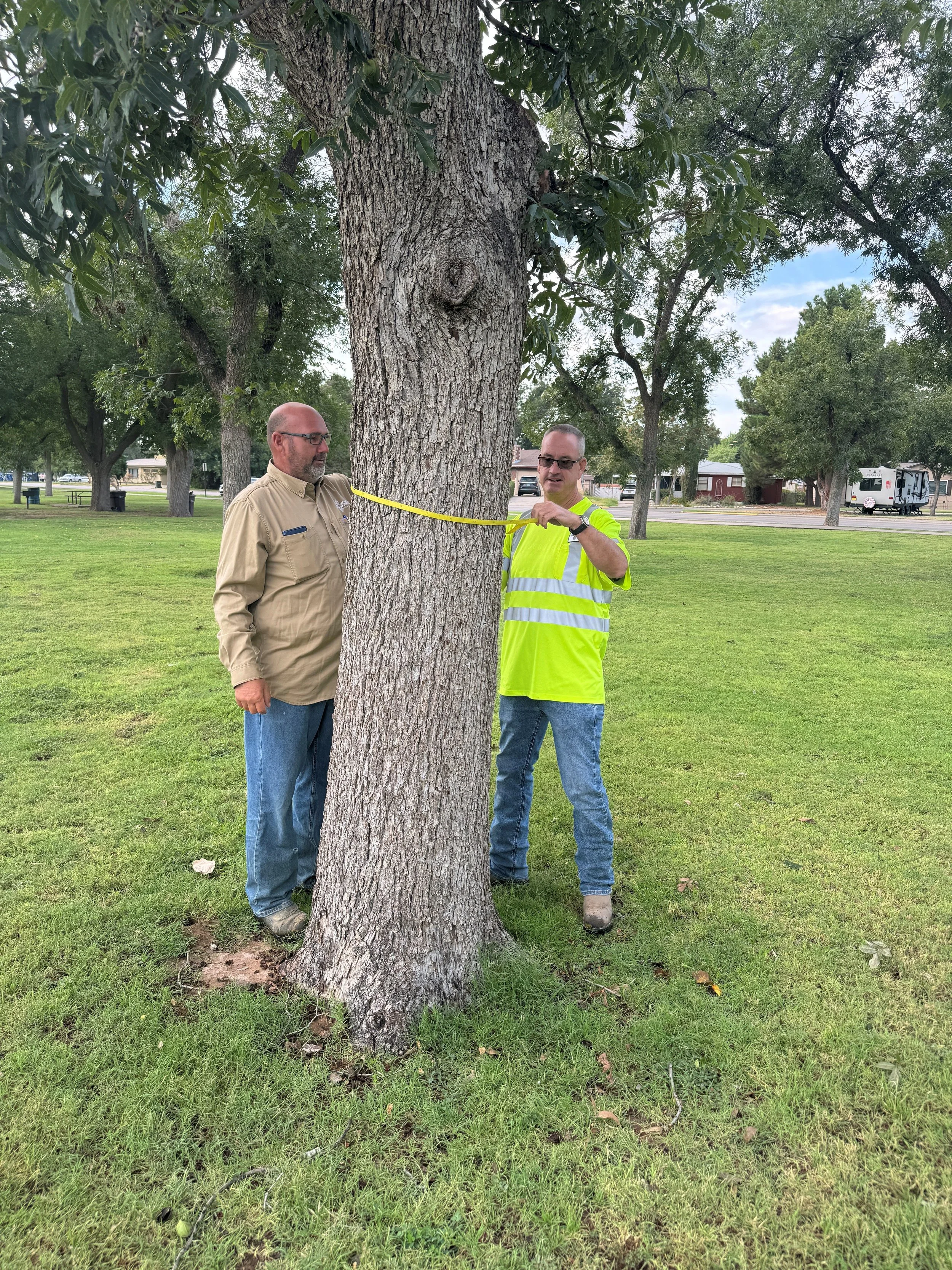 Two men measuring the circumference of a tree trunk at chest height