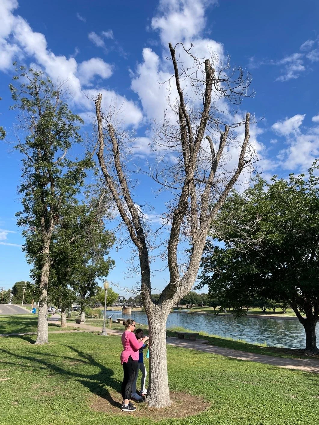 Inventorying a dead tree