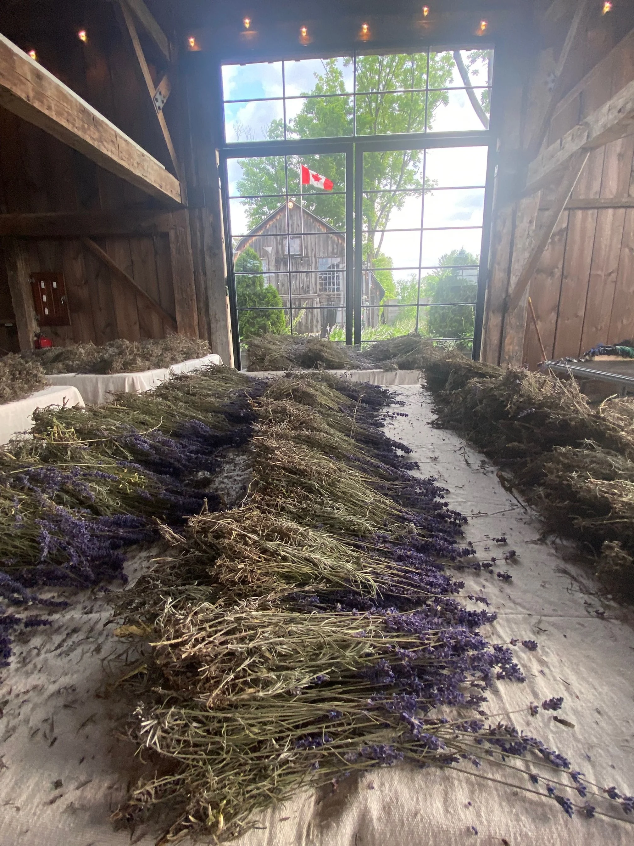 Inside of Blackmarket Barn in Niagara Region. Rowanwood Lavender has just been harvested.