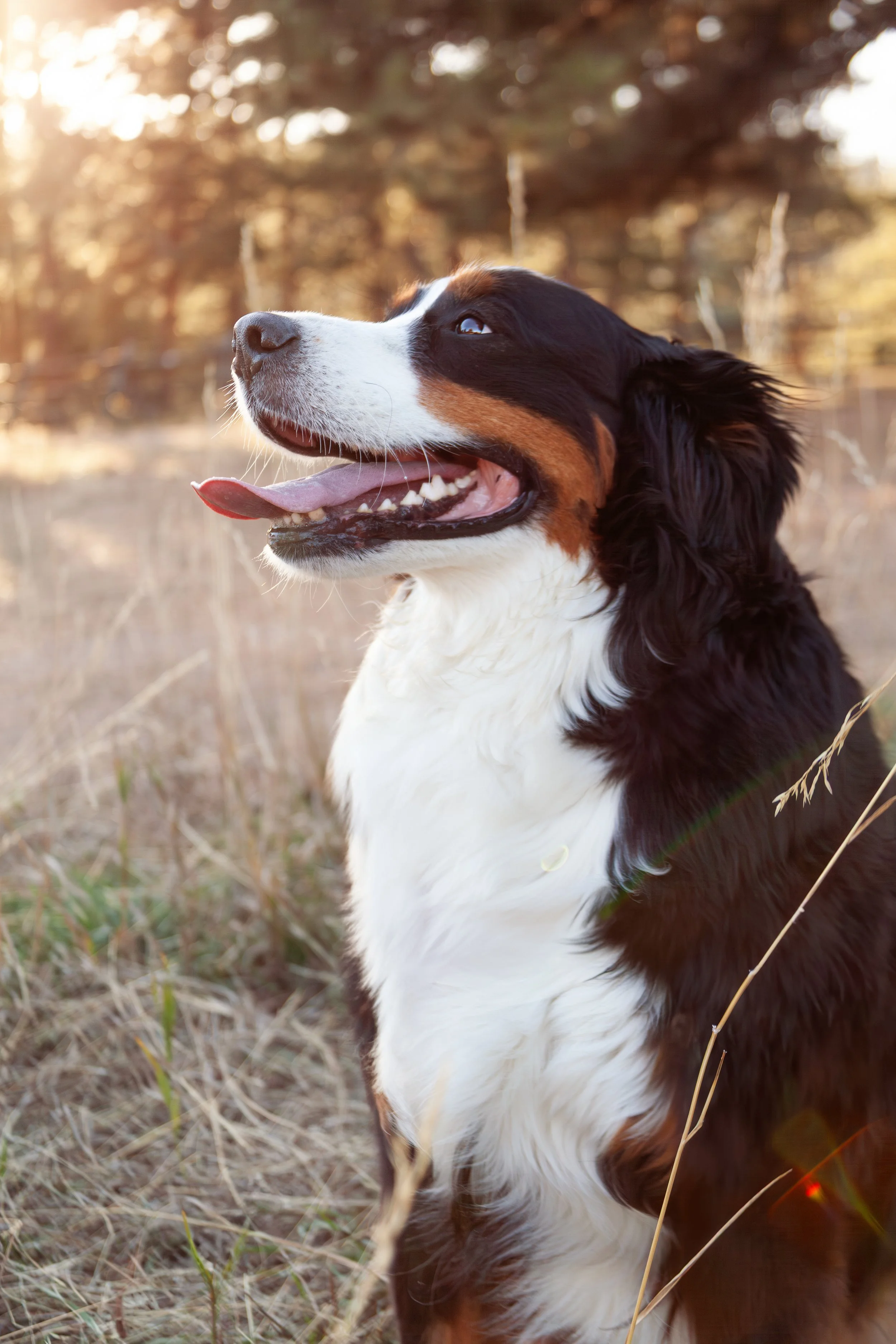 Rebecca, Mike and Murphy 10-18-25 13.jpg