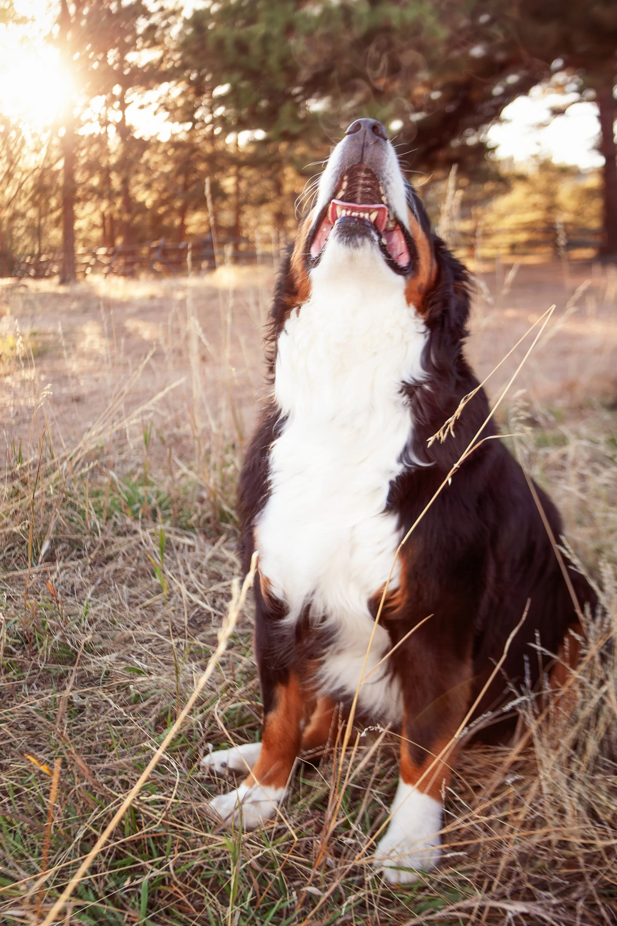 Rebecca, Mike and Murphy 10-18-25 11.jpg