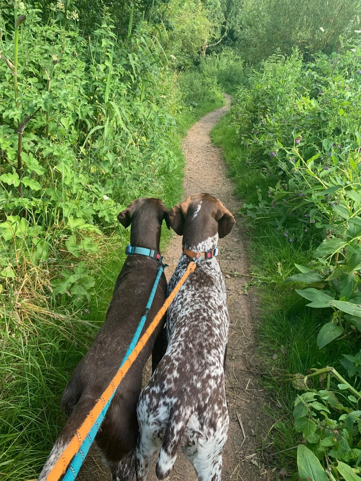 Two dogs sitting on a narrow dirt trail surrounded by lush greenery and tall plants, looking ahead on the winding path.