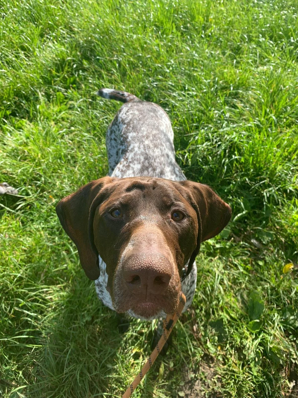 Dog standing in tall green grass, looking up at the camera, with a brown coat and a speckled white and gray back.