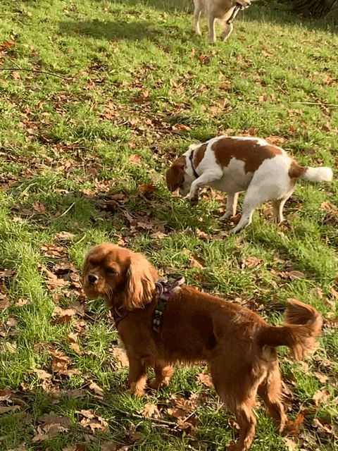 A brown dog standing in a grassy area with fallen leaves, with a white and brown dog in the background sniffing the ground and another dog further in the background.