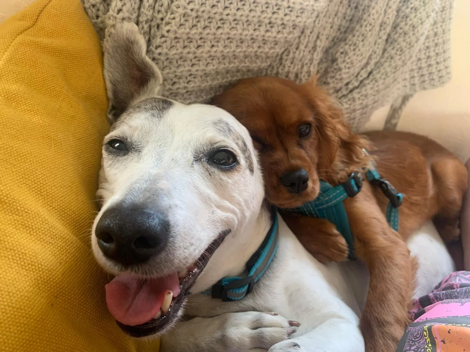 Two dogs, one white with dark patches, the other brown, are lying on a couch close together, resting their heads on cushions.