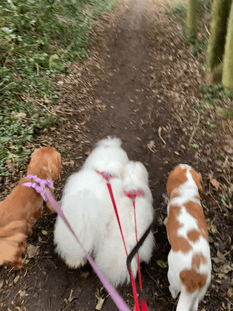 Three dogs walking on a dirt trail through greenery, viewed from behind.