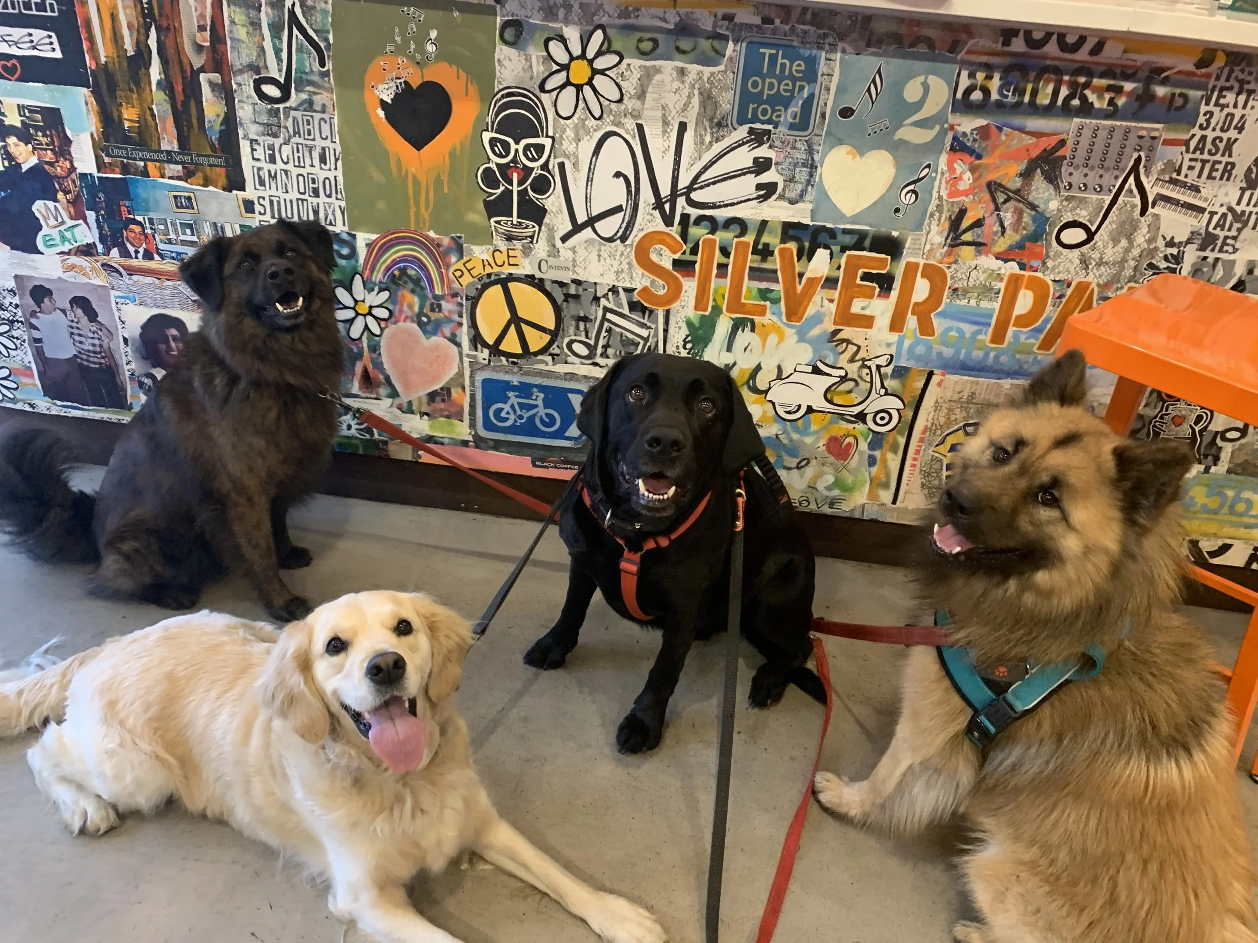 Four dogs sitting and lying on the floor in front of a colorful, graffiti-style wall, with the words 'Silver Paw' in orange and yellow letters.