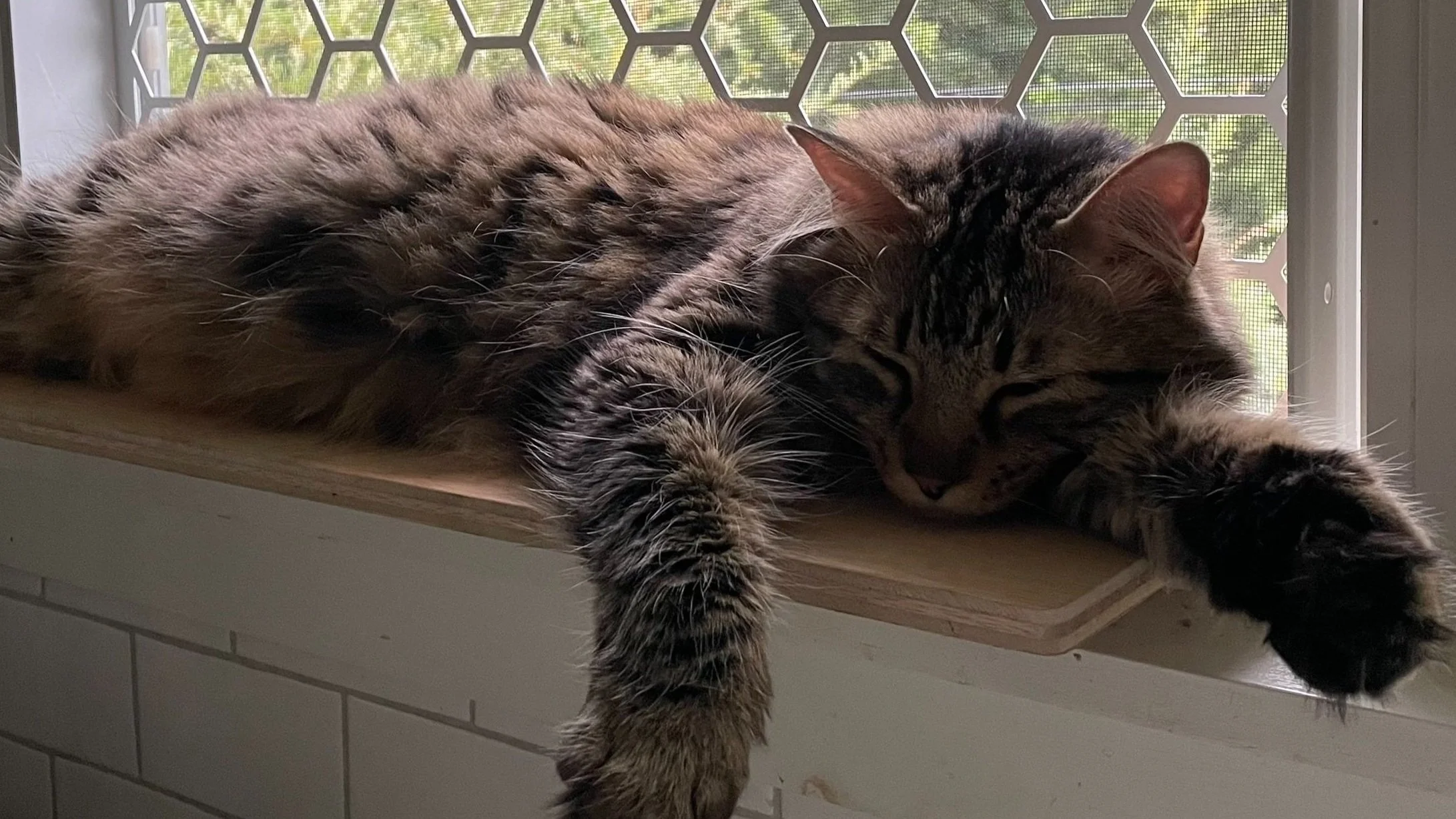 Stunning Cat Little Buddy For Cat Window Safety image